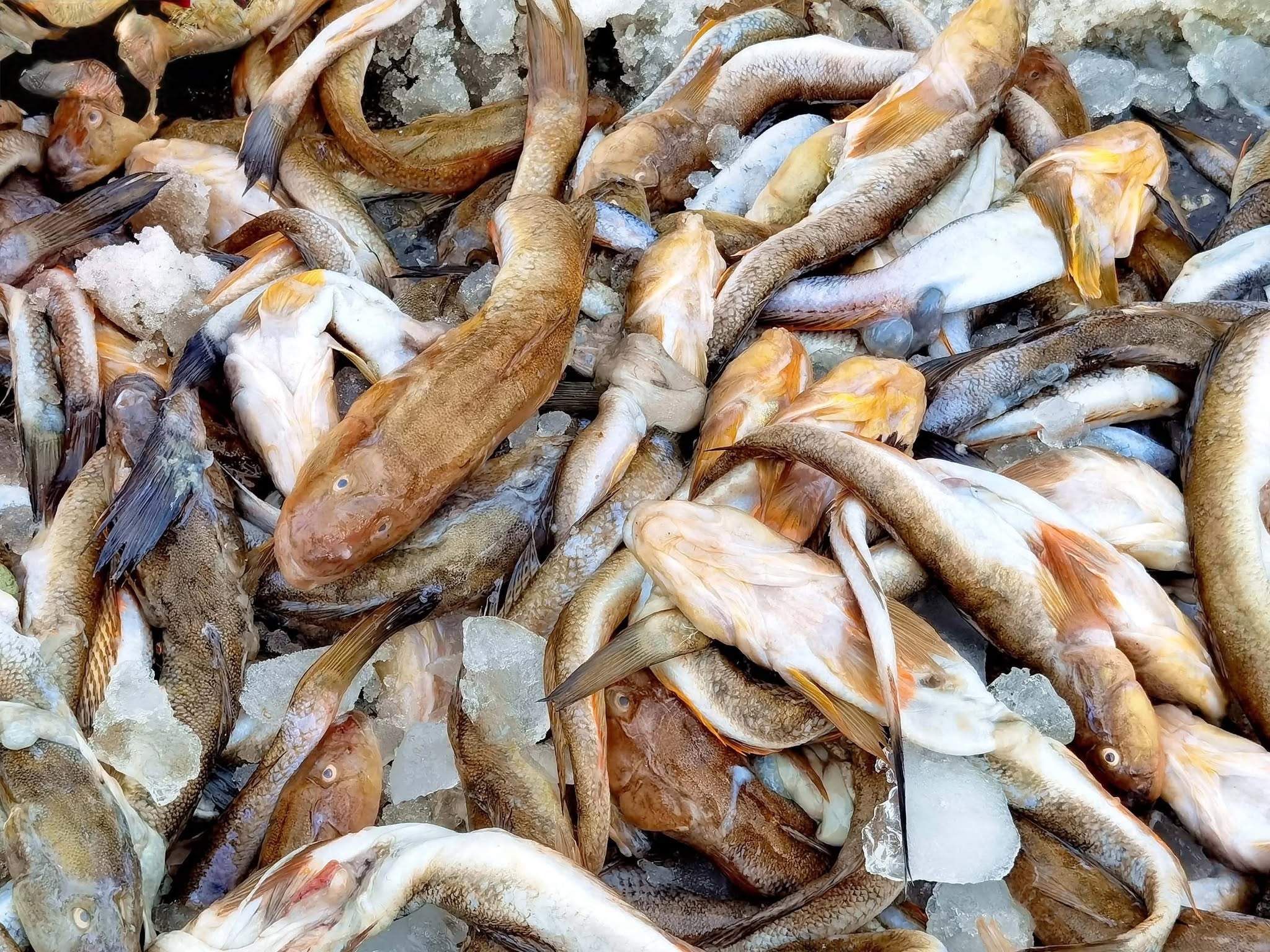 M&ugrave;a n&agrave;y h&atilde;y ăn 3 lọai c&aacute; thịt chắc, thơm ngon v&agrave; &iacute;t xương cho bữa cơm th&ecirc;m hấp dẫn - Ảnh 5.