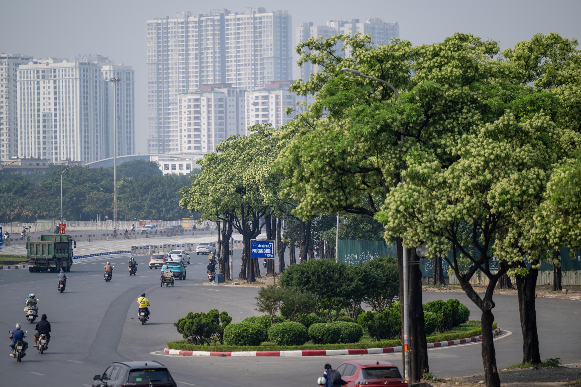 Hoa sữa nở rộ tại H&agrave; Nội 2026: Người d&acirc;n khổ sở v&igrave; m&ugrave;i hương nồng nặc - Ảnh 4.