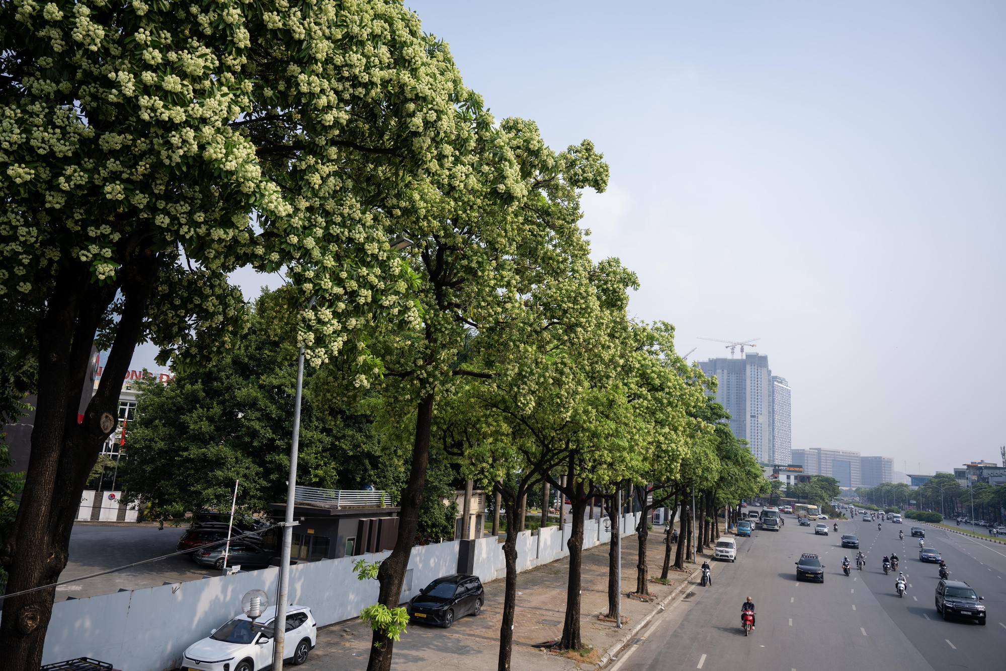 Hoa sữa nở rộ tại H&agrave; Nội 2026: Người d&acirc;n khổ sở v&igrave; m&ugrave;i hương nồng nặc - Ảnh 1.