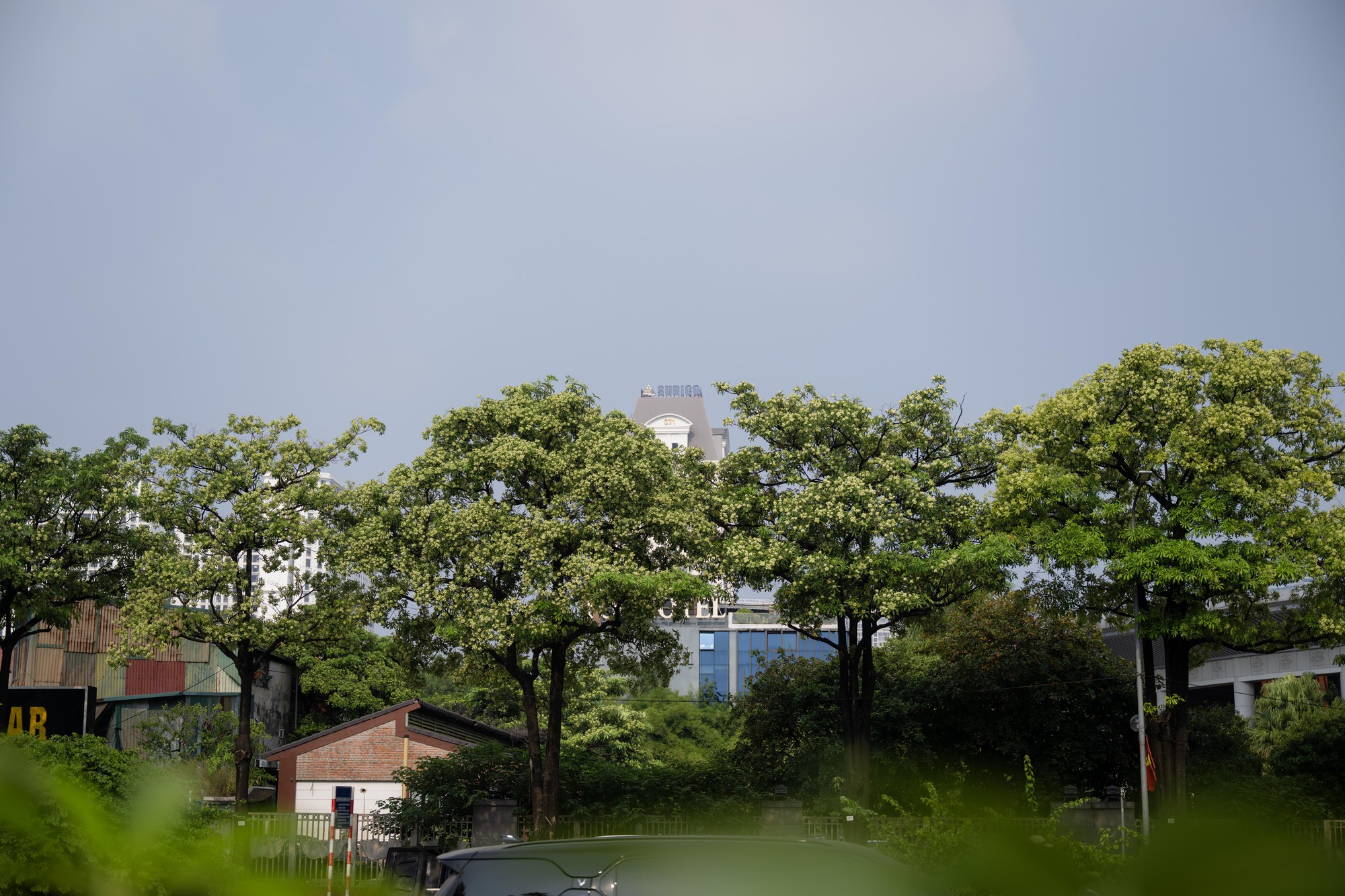 Hoa sữa nở rộ tại H&agrave; Nội 2026: Người d&acirc;n khổ sở v&igrave; m&ugrave;i hương nồng nặc - Ảnh 10.