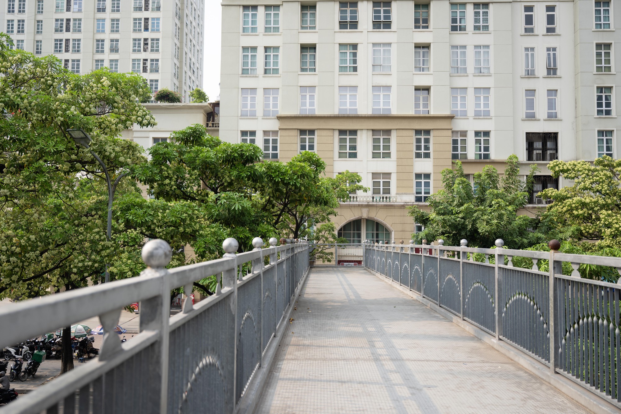 Hoa sữa nở rộ tại H&agrave; Nội 2026: Người d&acirc;n khổ sở v&igrave; m&ugrave;i hương nồng nặc - Ảnh 5.