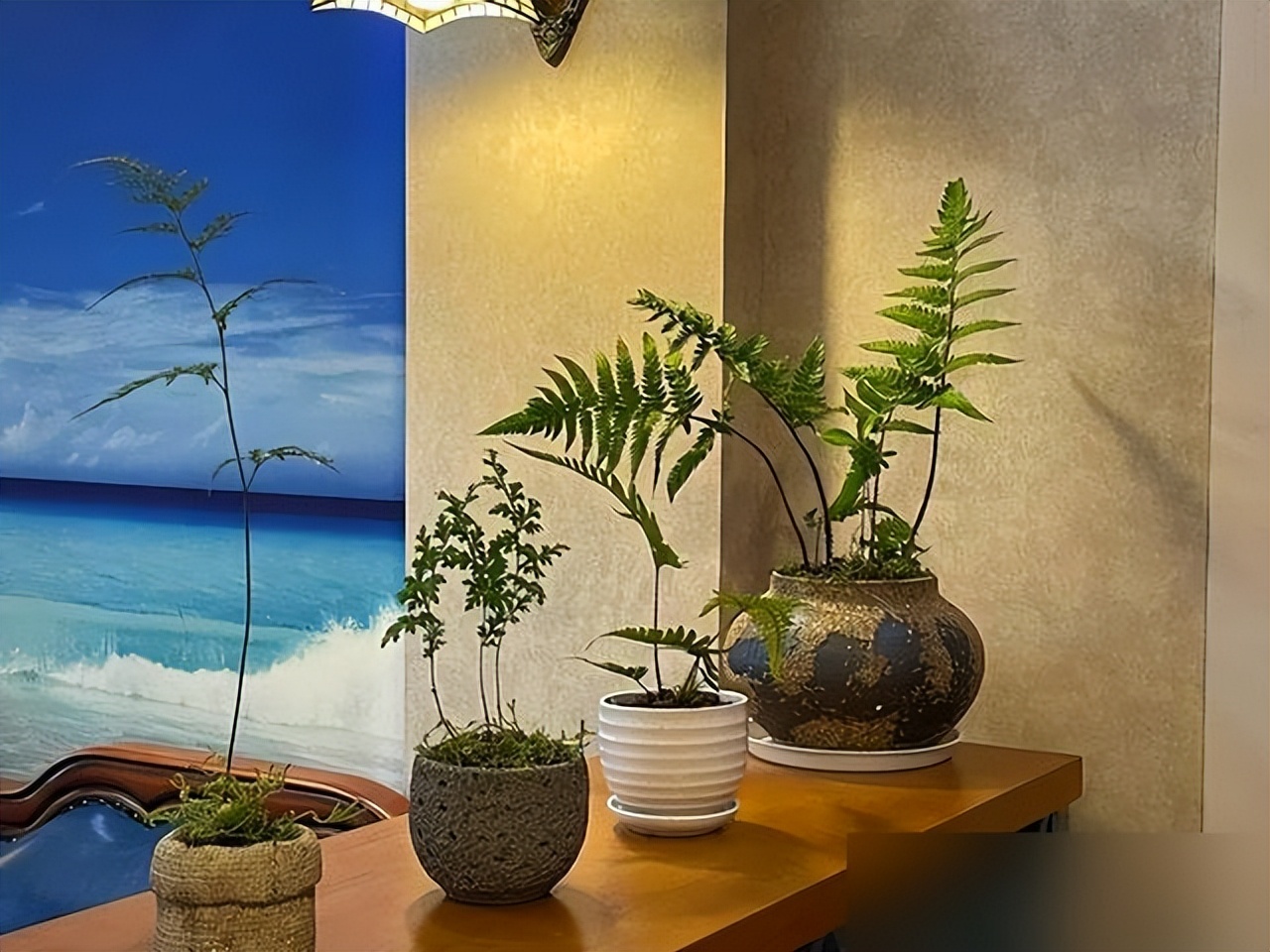 5 loại c&acirc;y nh&igrave;n đẹp nhưng kh&ocirc;ng n&ecirc;n t&ugrave;y tiện đặt trong nh&agrave;: Sai vị tr&iacute;, c&acirc;y kh&oacute; sống m&agrave; người cũng th&ecirc;m phiền - Ảnh 5.