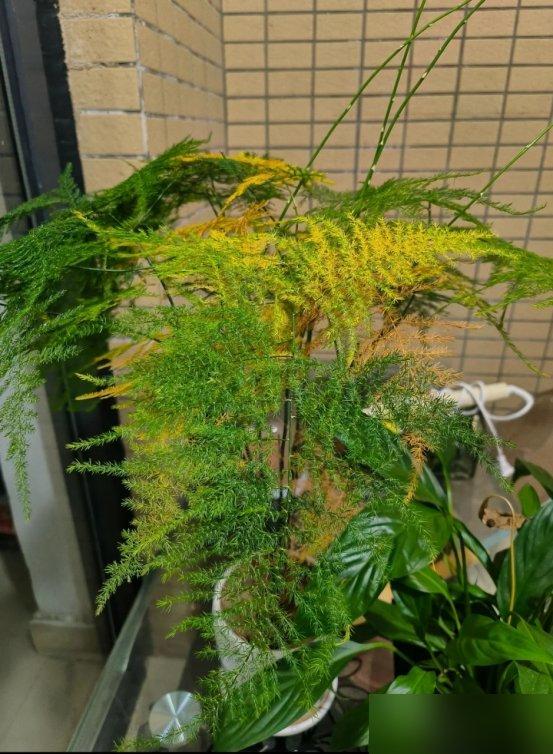 5 loại c&acirc;y nh&igrave;n đẹp nhưng kh&ocirc;ng n&ecirc;n t&ugrave;y tiện đặt trong nh&agrave;: Sai vị tr&iacute;, c&acirc;y kh&oacute; sống m&agrave; người cũng th&ecirc;m phiền - Ảnh 1.