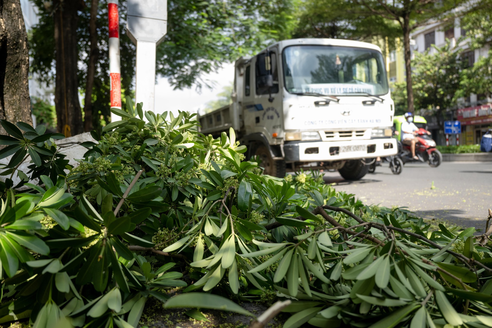 H&agrave; Nội cắt tỉa 992 c&acirc;y hoa sữa để giảm m&ugrave;i hương nồng nặc - Ảnh 6.