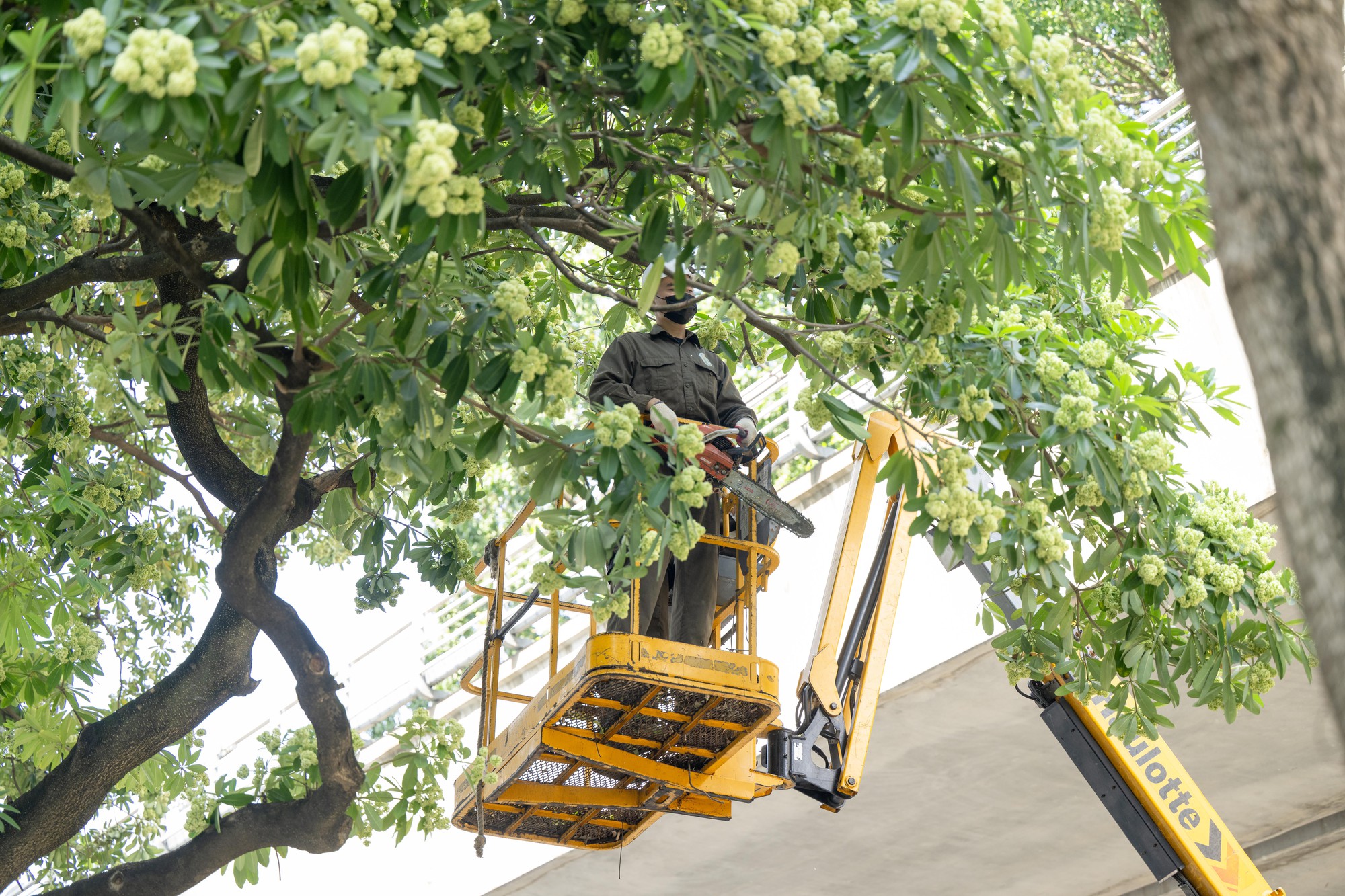 H&agrave; Nội cắt tỉa 992 c&acirc;y hoa sữa để giảm m&ugrave;i hương nồng nặc - Ảnh 1.