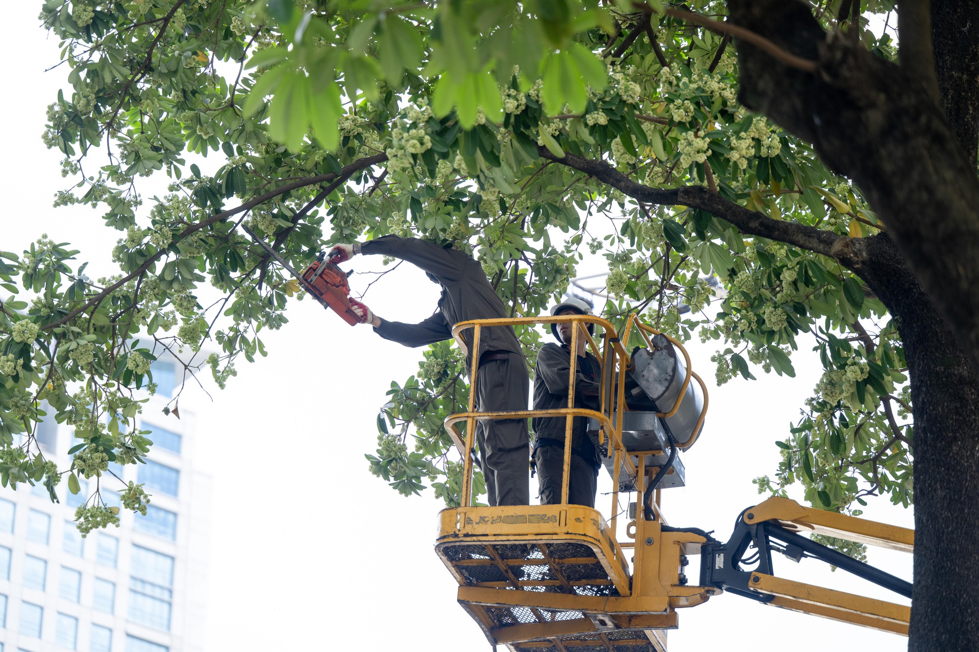 H&agrave; Nội cắt tỉa 992 c&acirc;y hoa sữa để giảm m&ugrave;i hương nồng nặc - Ảnh 7.