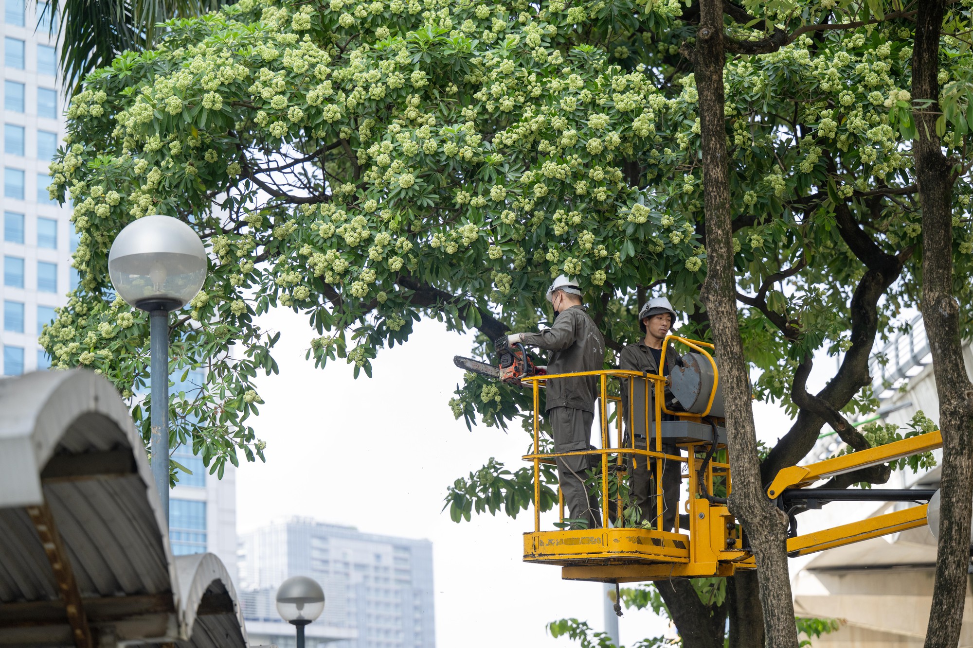 H&agrave; Nội cắt tỉa 992 c&acirc;y hoa sữa để giảm m&ugrave;i hương nồng nặc - Ảnh 9.