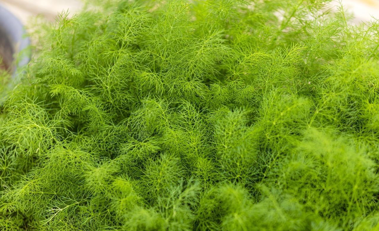 Ng&agrave;y 9 th&aacute;ng 9 &acirc;m lịch, nhất định phải ăn 3 m&oacute;n ngon, dễ nấu n&agrave;y - Ảnh 1.