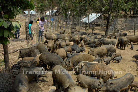Trang trại chăn nu&ocirc;i của &ocirc;ng Đặng L&ecirc; Nguy&ecirc;n Vũ tại Đắk Lắk - niềm đam m&ecirc; ngựa q&uacute;y - Ảnh 2.