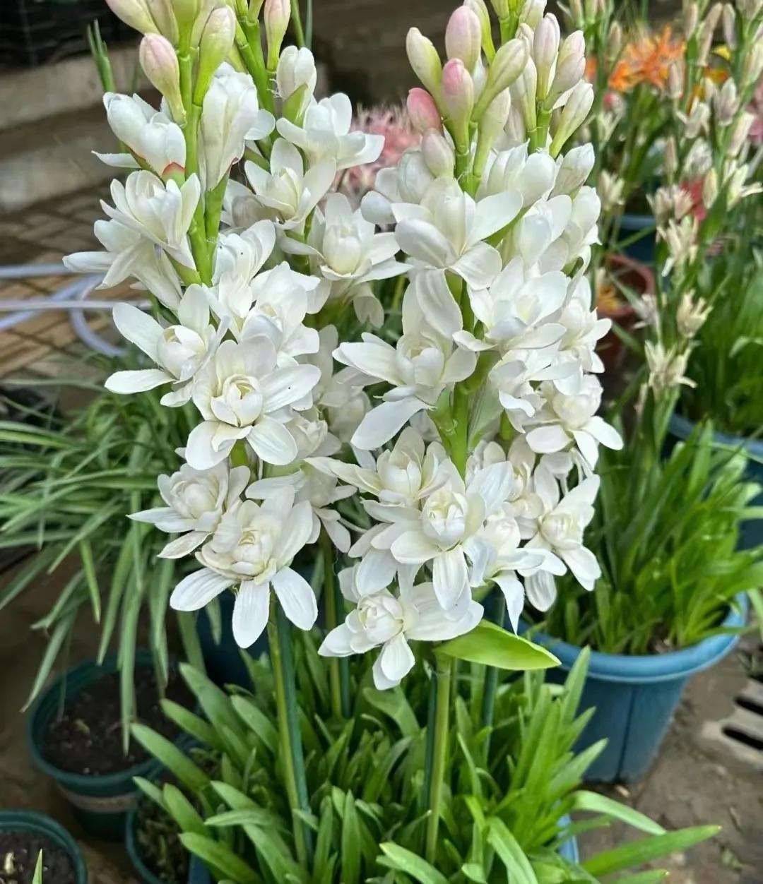  - Ảnh 3.