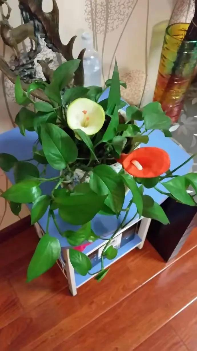  - Ảnh 2.