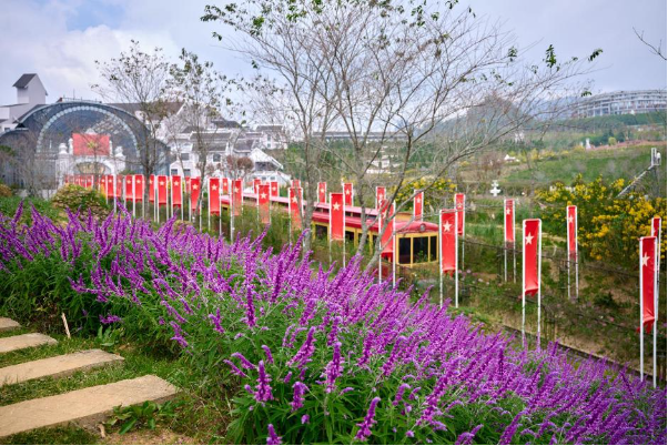 Mục sở thị tam giác mạch khoe sắc, hoa xác pháo tím điểm tô đỉnh Fansipan - Ảnh 5. Mục sở thị tam giác mạch khoe sắc, hoa xác pháo tím điểm tô đỉnh Fansipan - Ảnh 5.