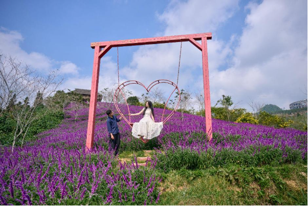 Mục sở thị tam giác mạch khoe sắc, hoa xác pháo tím điểm tô đỉnh Fansipan - Ảnh 6. Mục sở thị tam giác mạch khoe sắc, hoa xác pháo tím điểm tô đỉnh Fansipan - Ảnh 6.