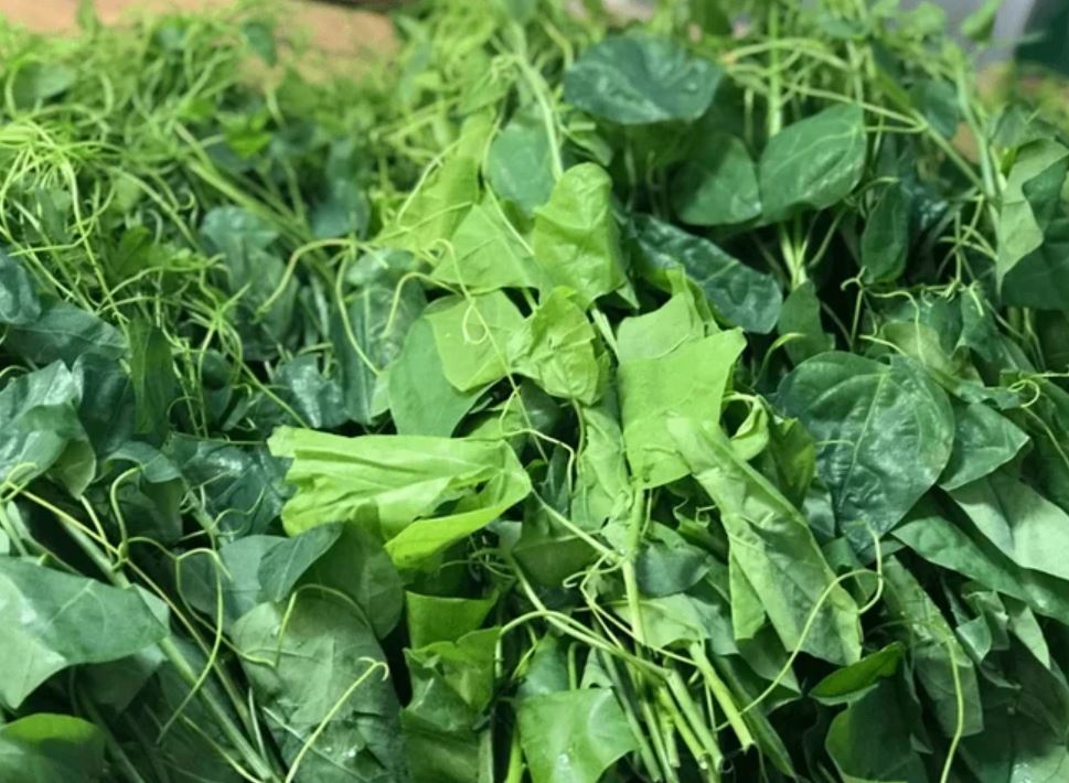 Rau b&ograve; khai - vị thuốc hỗ trợ ti&ecirc;u h&oacute;a v&agrave; giải độc từ thi&ecirc;n nhi&ecirc;n - Ảnh 2.