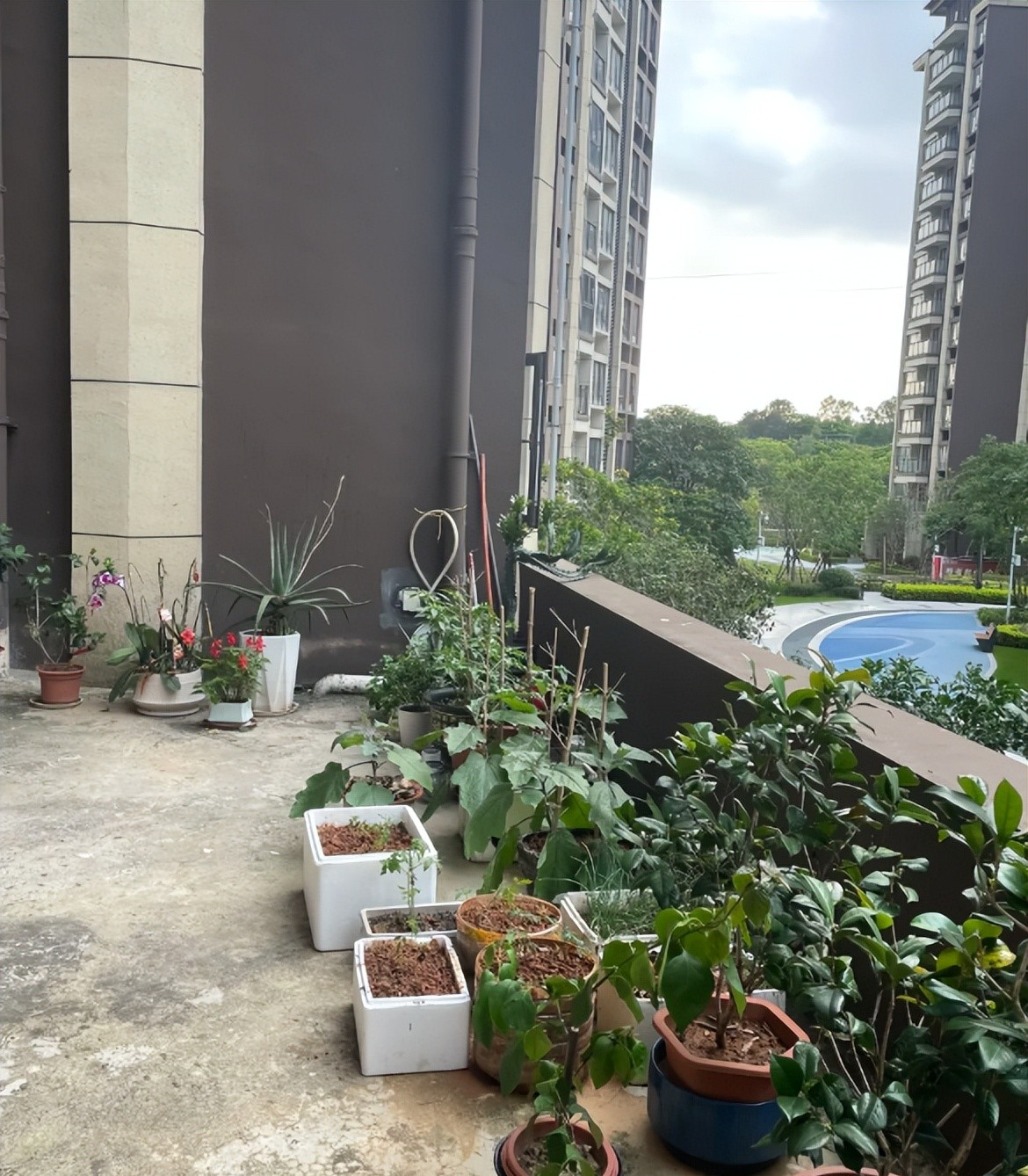 Mua căn hộ tầng thấp được tặng sân rộng, chủ nhà hí hửng làm vườn: 6 tháng sau phải tháo gần hết vì 4 rắc rối này - Ảnh 2.
