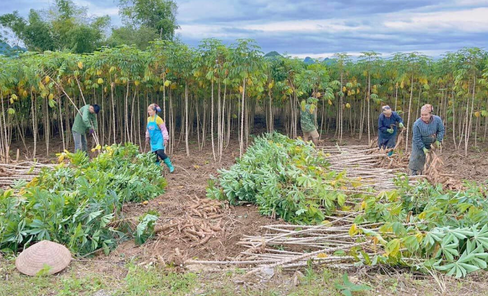 Kh&ocirc;ng phải gạo hay sầu ri&ecirc;ng, 'v&agrave;ng dưới l&ograve;ng đất' của Việt Nam được Trung Quốc săn l&ugrave;ng đến 94% - Ảnh 1.
