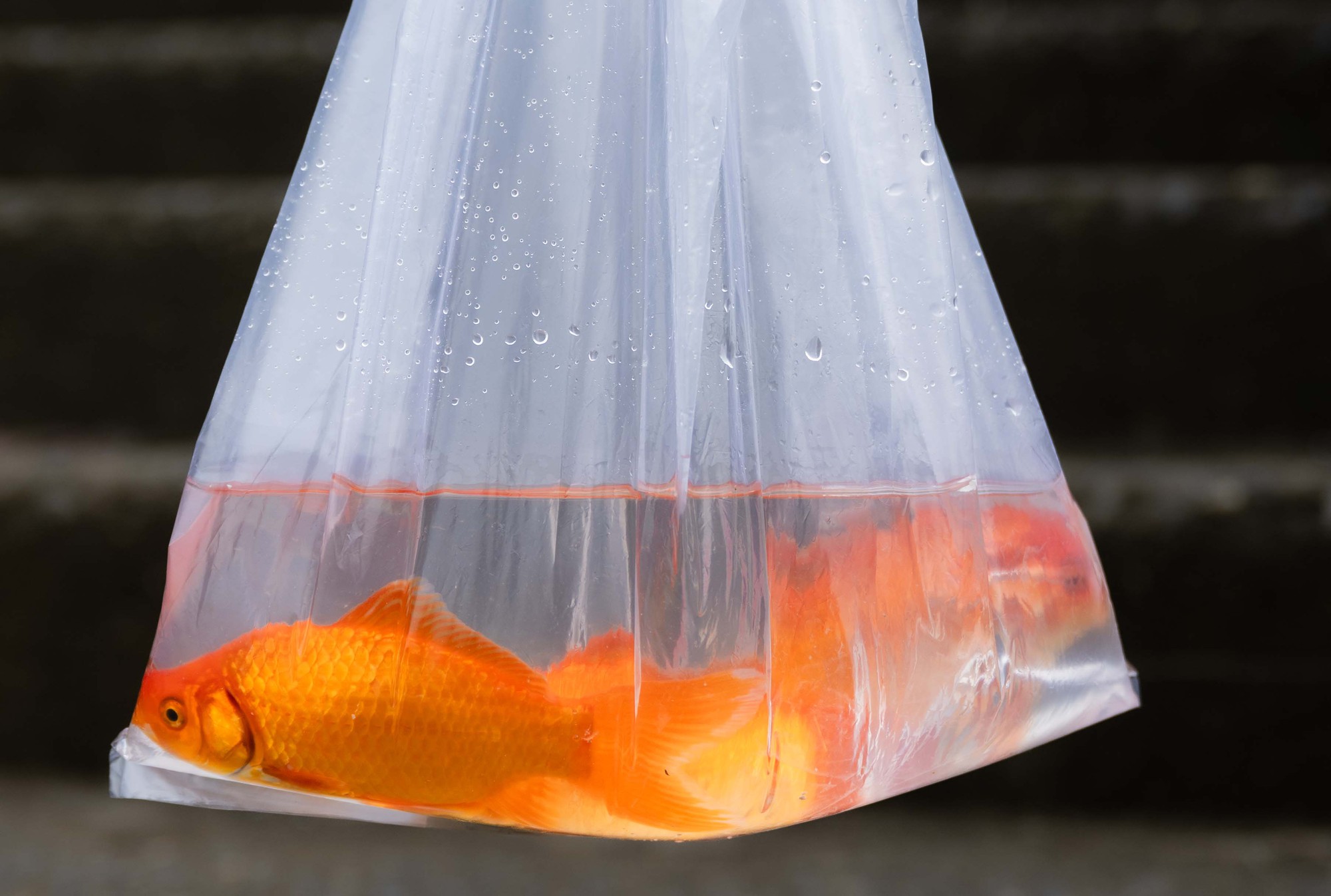 M&iacute;a chằng k&iacute;n xe m&aacute;y, c&aacute; ch&eacute;p đỏ rực bến s&ocirc;ng: TP.HCM - H&agrave; Nội rộn r&agrave;ng tiễn &ocirc;ng C&ocirc;ng &ocirc;ng T&aacute;o ng&agrave;y 23 th&aacute;ng Chạp- Ảnh 20.