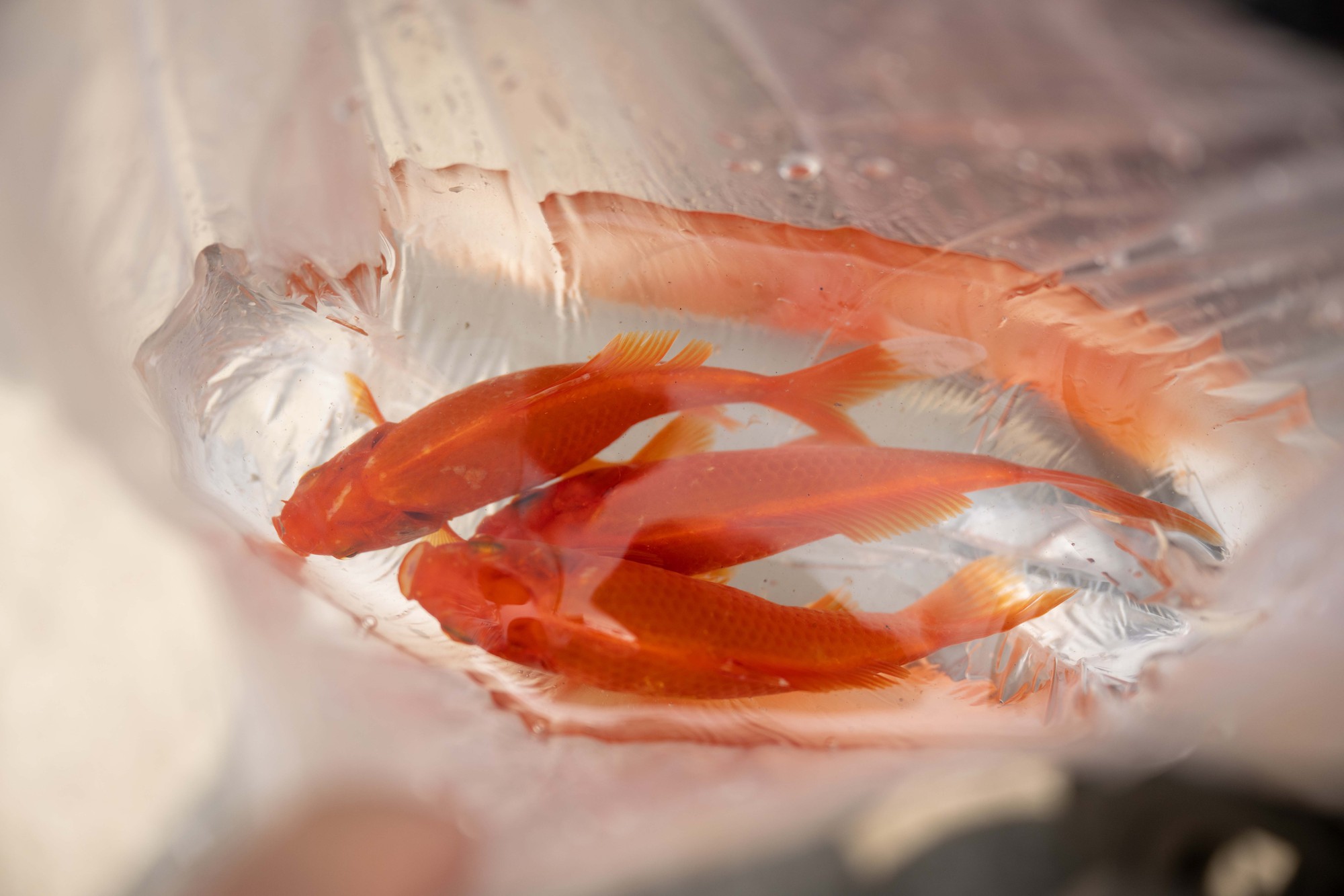 M&iacute;a chằng k&iacute;n xe m&aacute;y, c&aacute; ch&eacute;p đỏ rực bến s&ocirc;ng: TP.HCM - H&agrave; Nội rộn r&agrave;ng tiễn &ocirc;ng C&ocirc;ng &ocirc;ng T&aacute;o ng&agrave;y 23 th&aacute;ng Chạp- Ảnh 14.