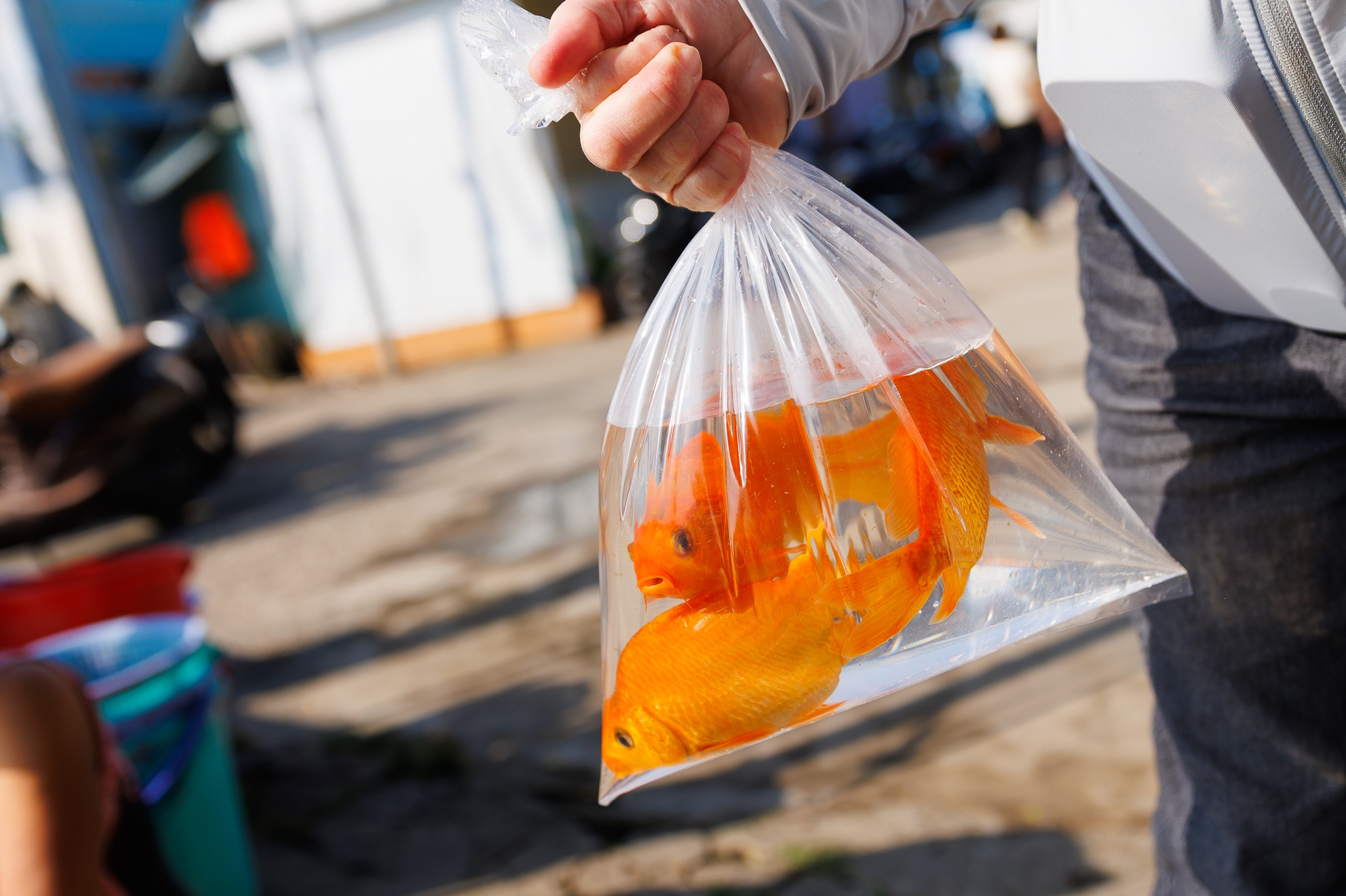 M&iacute;a chằng k&iacute;n xe m&aacute;y, c&aacute; ch&eacute;p đỏ rực bến s&ocirc;ng: TP.HCM - H&agrave; Nội rộn r&agrave;ng tiễn &ocirc;ng C&ocirc;ng &ocirc;ng T&aacute;o ng&agrave;y 23 th&aacute;ng Chạp- Ảnh 3.