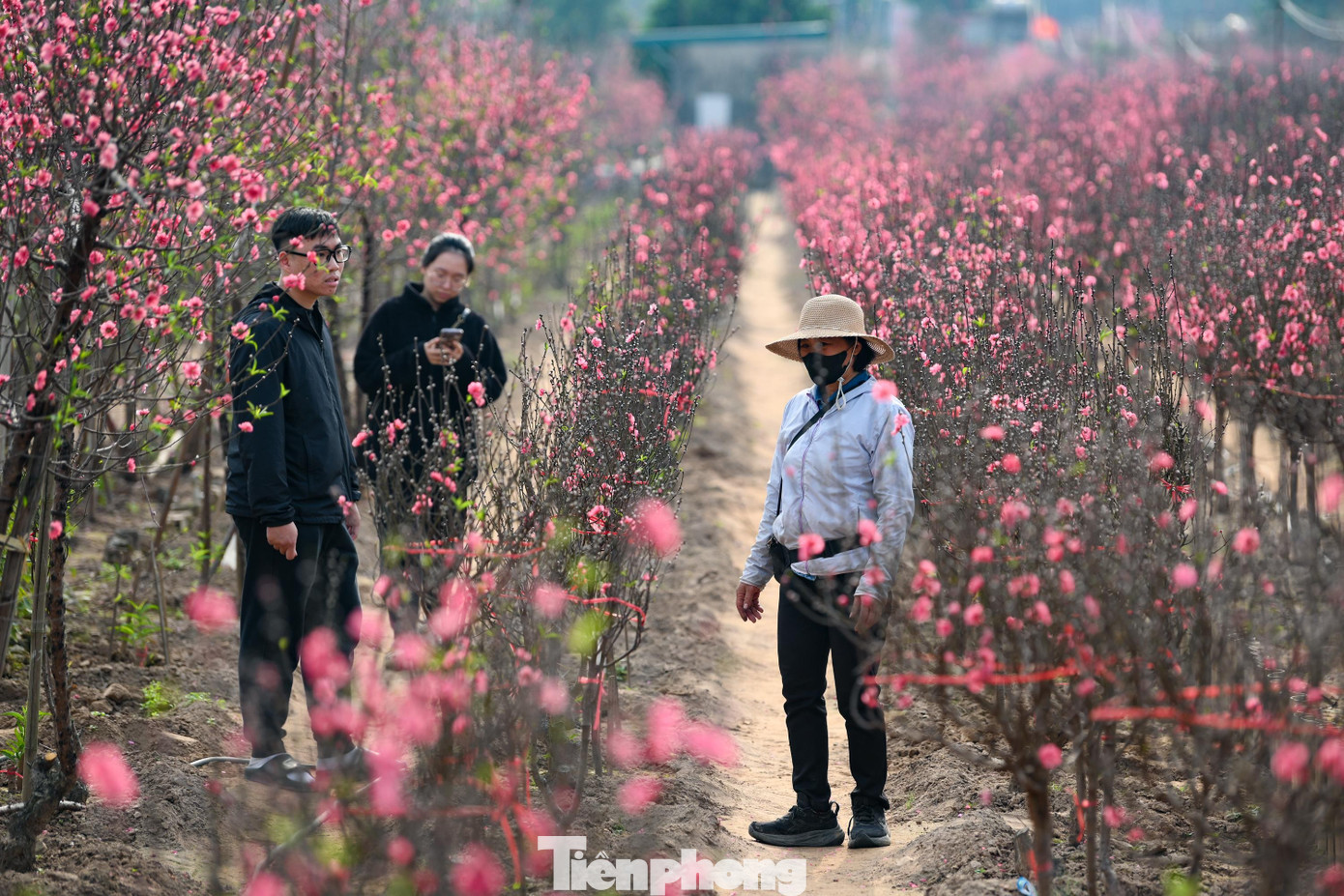 Đ&agrave;o Nhật T&acirc;n nở sớm năm 2026: Kh&aacute;ch thưa thớt, kh&ocirc;ng kh&iacute; Tết trầm lắng - Ảnh 5.