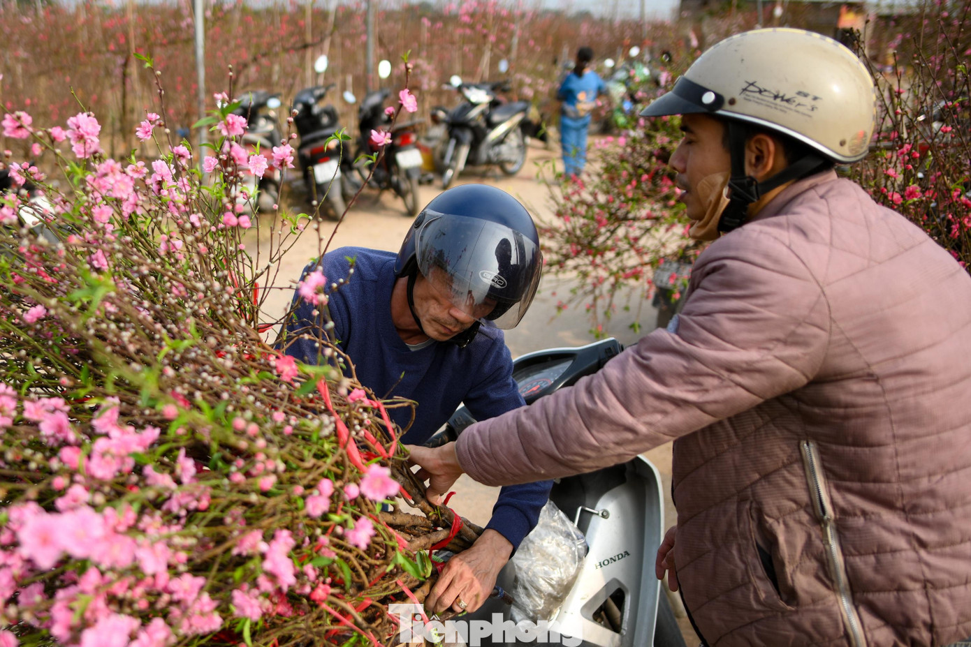 Đ&agrave;o Nhật T&acirc;n nở sớm năm 2026: Kh&aacute;ch thưa thớt, kh&ocirc;ng kh&iacute; Tết trầm lắng - Ảnh 9.