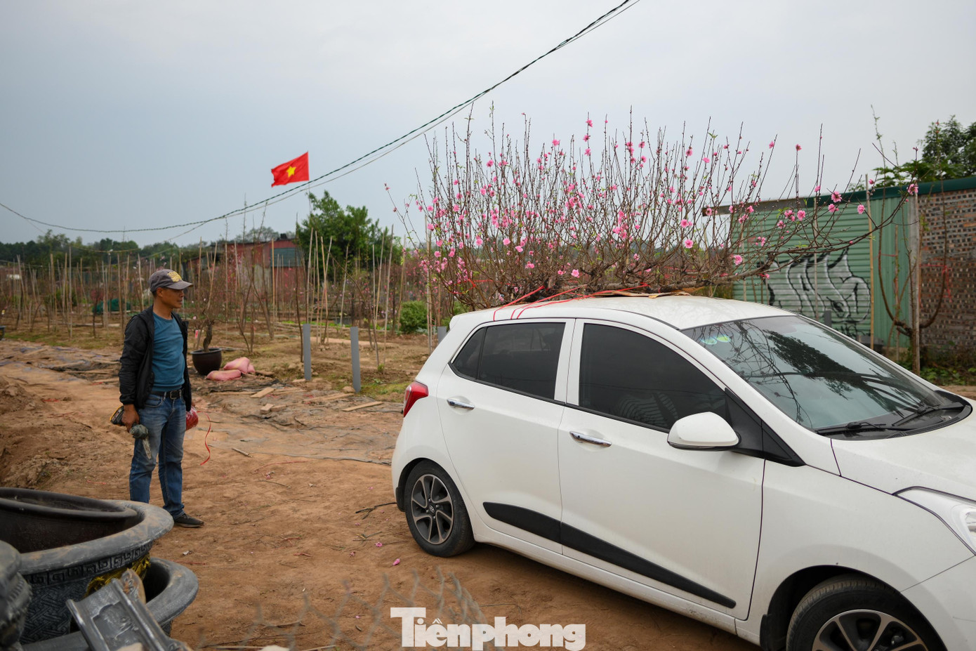 Đ&agrave;o Nhật T&acirc;n nở sớm năm 2026: Kh&aacute;ch thưa thớt, kh&ocirc;ng kh&iacute; Tết trầm lắng - Ảnh 11.