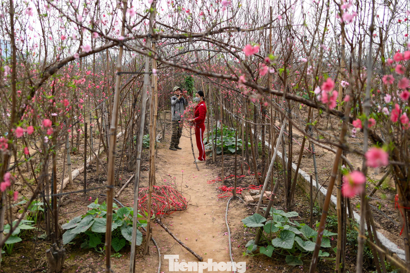 Đ&agrave;o Nhật T&acirc;n nở sớm năm 2026: Kh&aacute;ch thưa thớt, kh&ocirc;ng kh&iacute; Tết trầm lắng - Ảnh 6.
