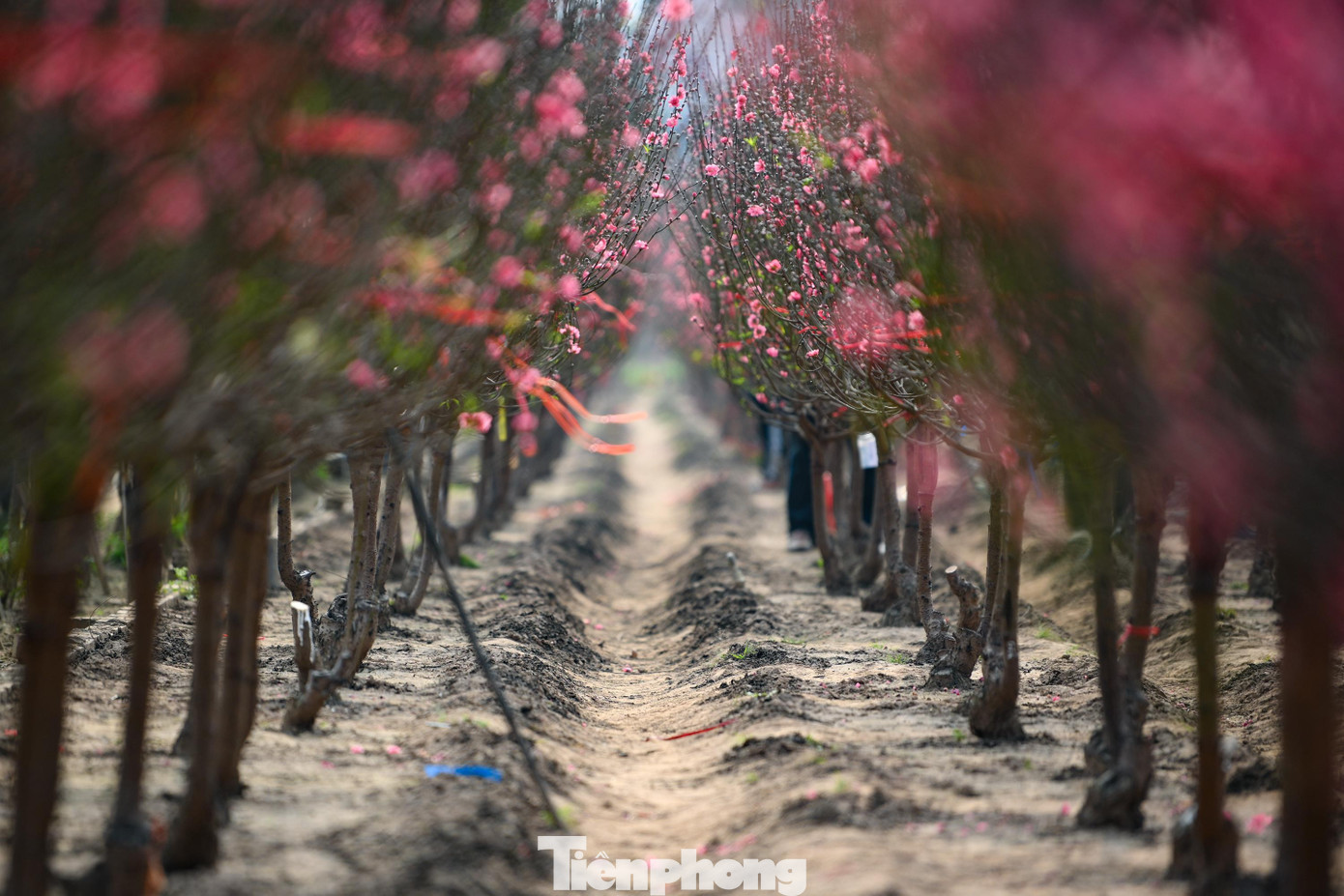 Đ&agrave;o Nhật T&acirc;n nở sớm năm 2026: Kh&aacute;ch thưa thớt, kh&ocirc;ng kh&iacute; Tết trầm lắng - Ảnh 1.