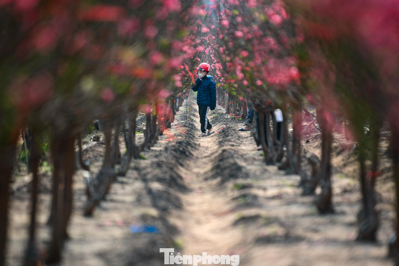 Đ&agrave;o Nhật T&acirc;n nở sớm năm 2026: Kh&aacute;ch thưa thớt, kh&ocirc;ng kh&iacute; Tết trầm lắng - Ảnh 7.