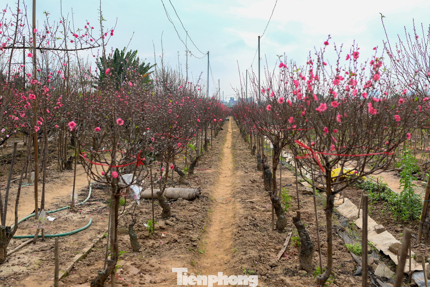 Đ&agrave;o Nhật T&acirc;n nở sớm năm 2026: Kh&aacute;ch thưa thớt, kh&ocirc;ng kh&iacute; Tết trầm lắng - Ảnh 4.