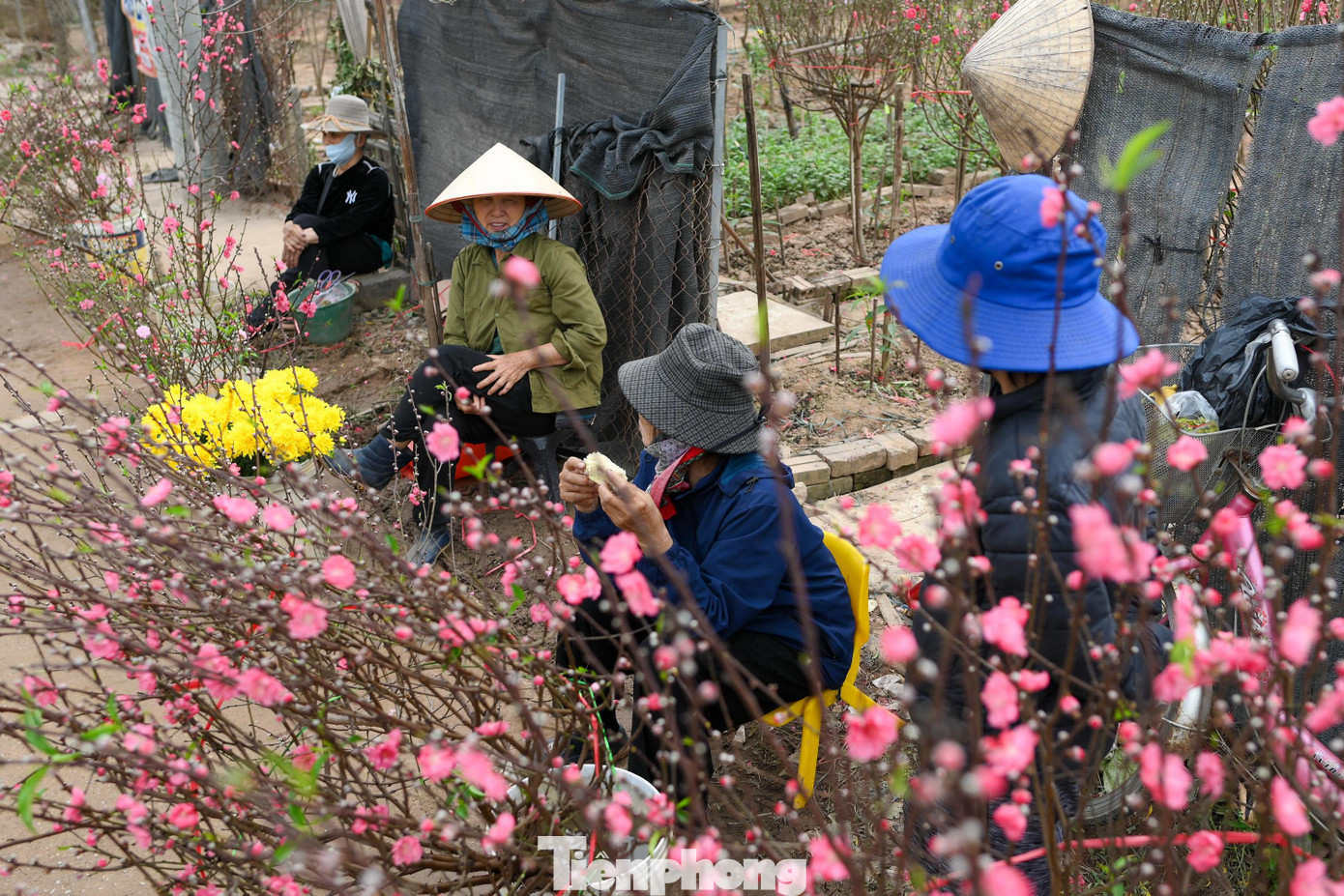 Đ&agrave;o Nhật T&acirc;n nở sớm năm 2026: Kh&aacute;ch thưa thớt, kh&ocirc;ng kh&iacute; Tết trầm lắng - Ảnh 12.