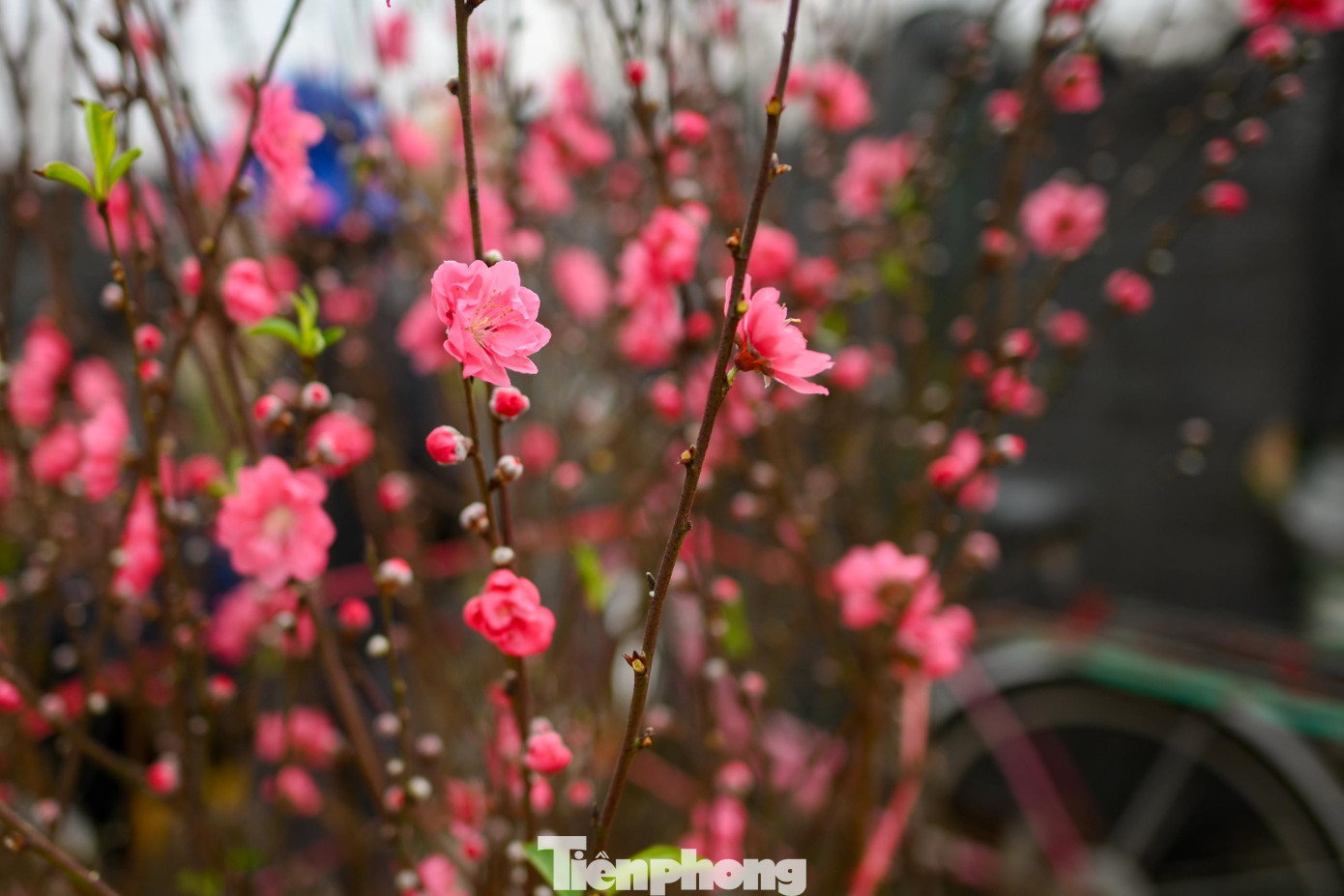 Đ&agrave;o Nhật T&acirc;n nở sớm năm 2026: Kh&aacute;ch thưa thớt, kh&ocirc;ng kh&iacute; Tết trầm lắng - Ảnh 2.