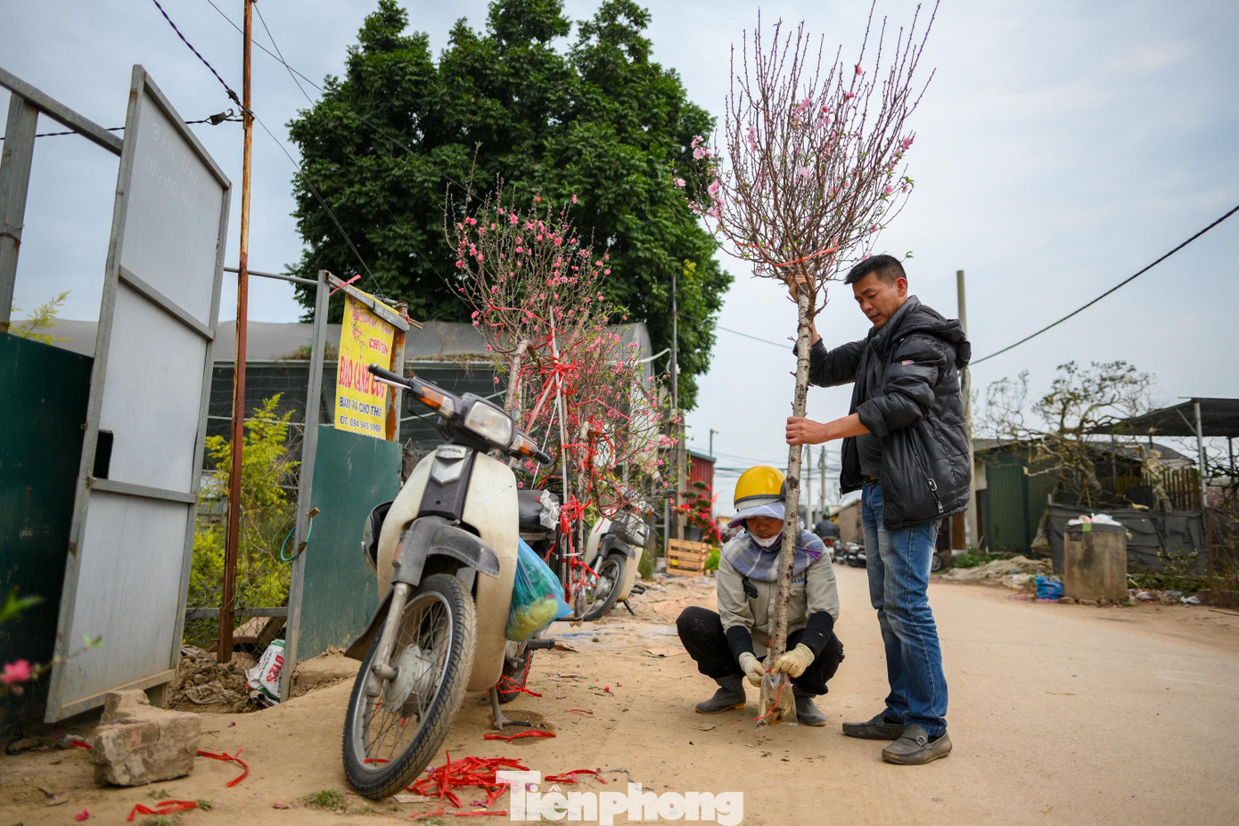 Đ&agrave;o Nhật T&acirc;n nở sớm năm 2026: Kh&aacute;ch thưa thớt, kh&ocirc;ng kh&iacute; Tết trầm lắng - Ảnh 10.