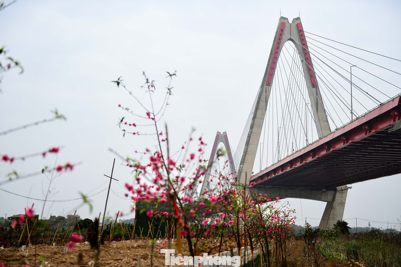 Đ&agrave;o Nhật T&acirc;n nở sớm năm 2026: Kh&aacute;ch thưa thớt, kh&ocirc;ng kh&iacute; Tết trầm lắng - Ảnh 13.