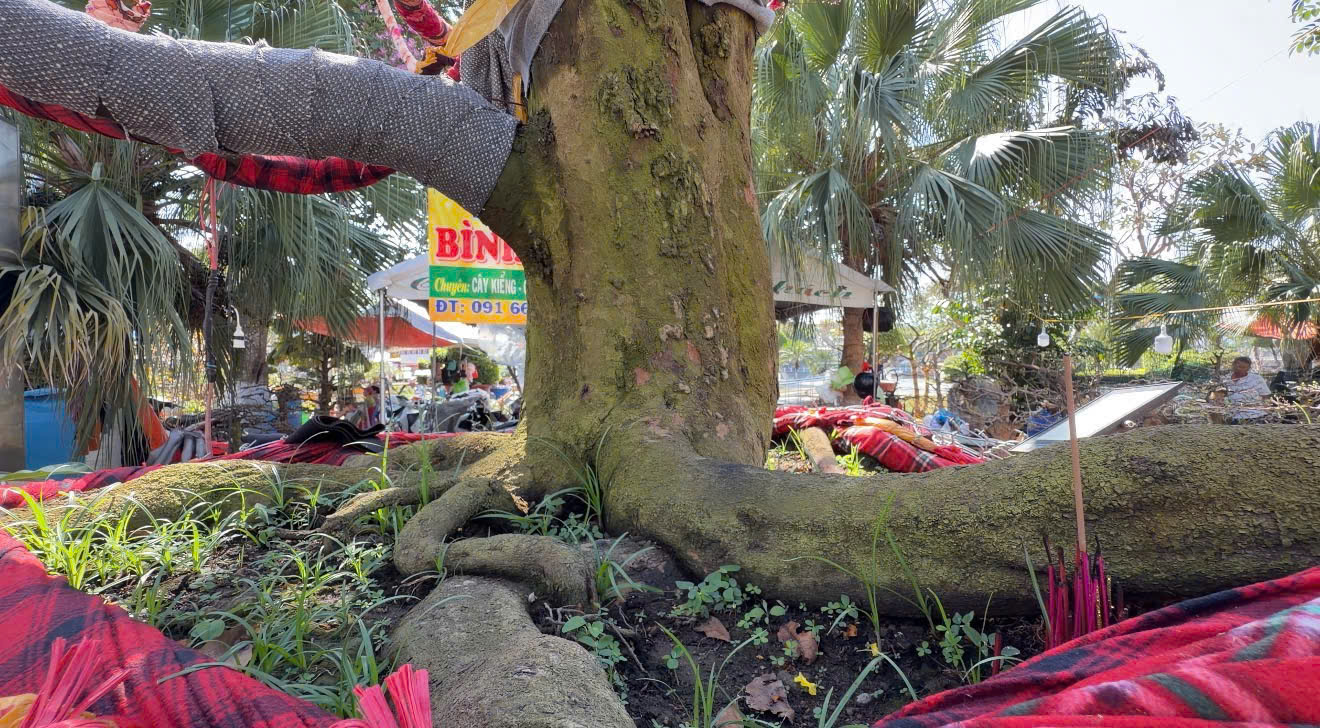 Cây mai vàng “ Nghinh Xuân Bính Ngọ ” rao bán 3 , 7 tỉ đồng ở An Giang - Ảnh 2. Cây mai vàng “ Nghinh Xuân Bính Ngọ ” rao bán 3 , 7 tỉ đồng ở An Giang - Ảnh 2.