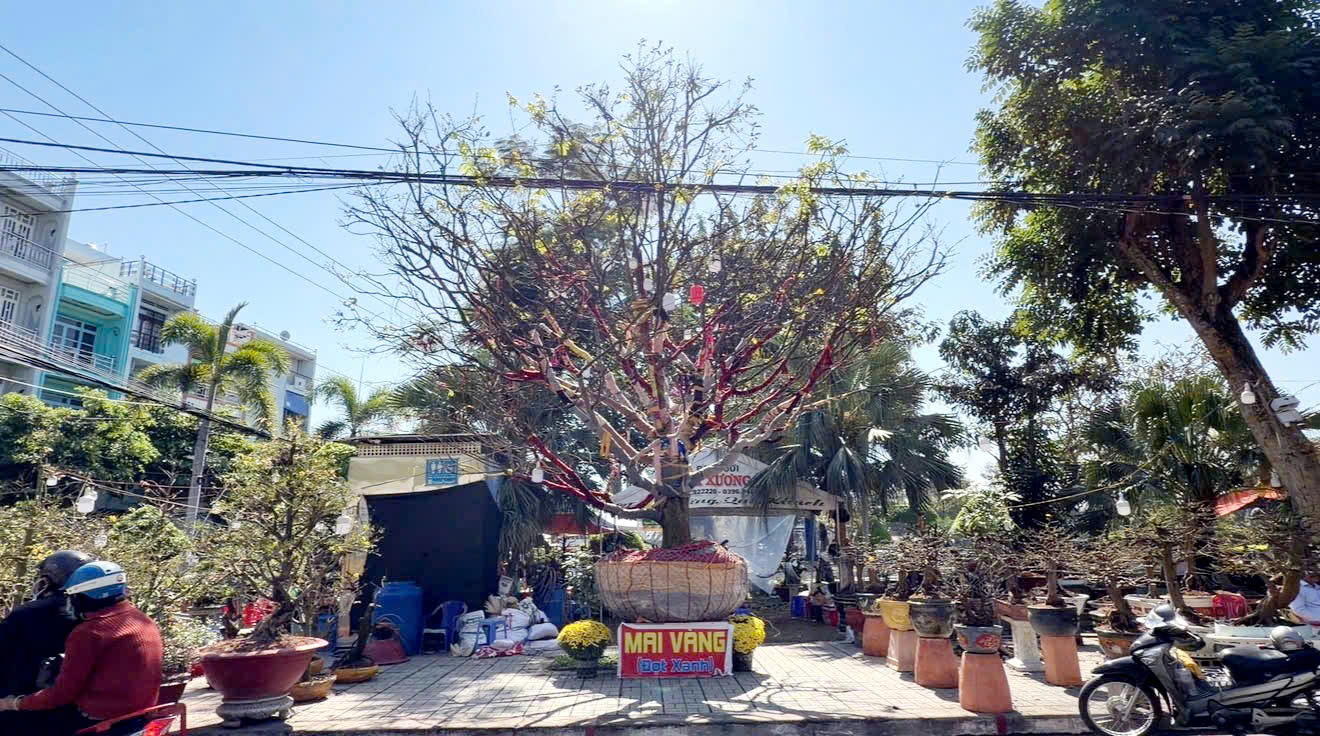 Cây mai vàng “ Nghinh Xuân Bính Ngọ ” rao bán 3 , 7 tỉ đồng ở An Giang - Ảnh 1. Cây mai vàng “ Nghinh Xuân Bính Ngọ ” rao bán 3 , 7 tỉ đồng ở An Giang - Ảnh 1.