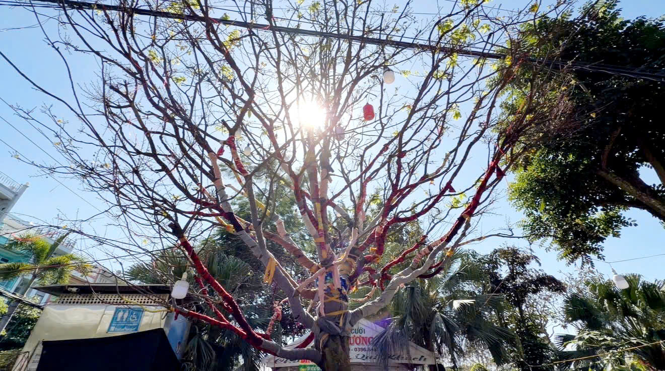 Cây mai vàng “ Nghinh Xuân Bính Ngọ ” rao bán 3 , 7 tỉ đồng ở An Giang - Ảnh 3. Cây mai vàng “ Nghinh Xuân Bính Ngọ ” rao bán 3 , 7 tỉ đồng ở An Giang - Ảnh 3.