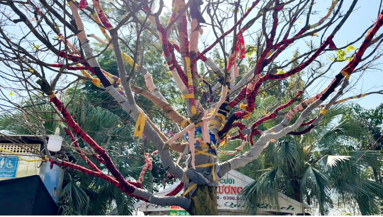 Cây mai vàng “ Nghinh Xuân Bính Ngọ ” rao bán 3 , 7 tỉ đồng ở An Giang - Ảnh 4. Cây mai vàng “ Nghinh Xuân Bính Ngọ ” rao bán 3 , 7 tỉ đồng ở An Giang - Ảnh 4.