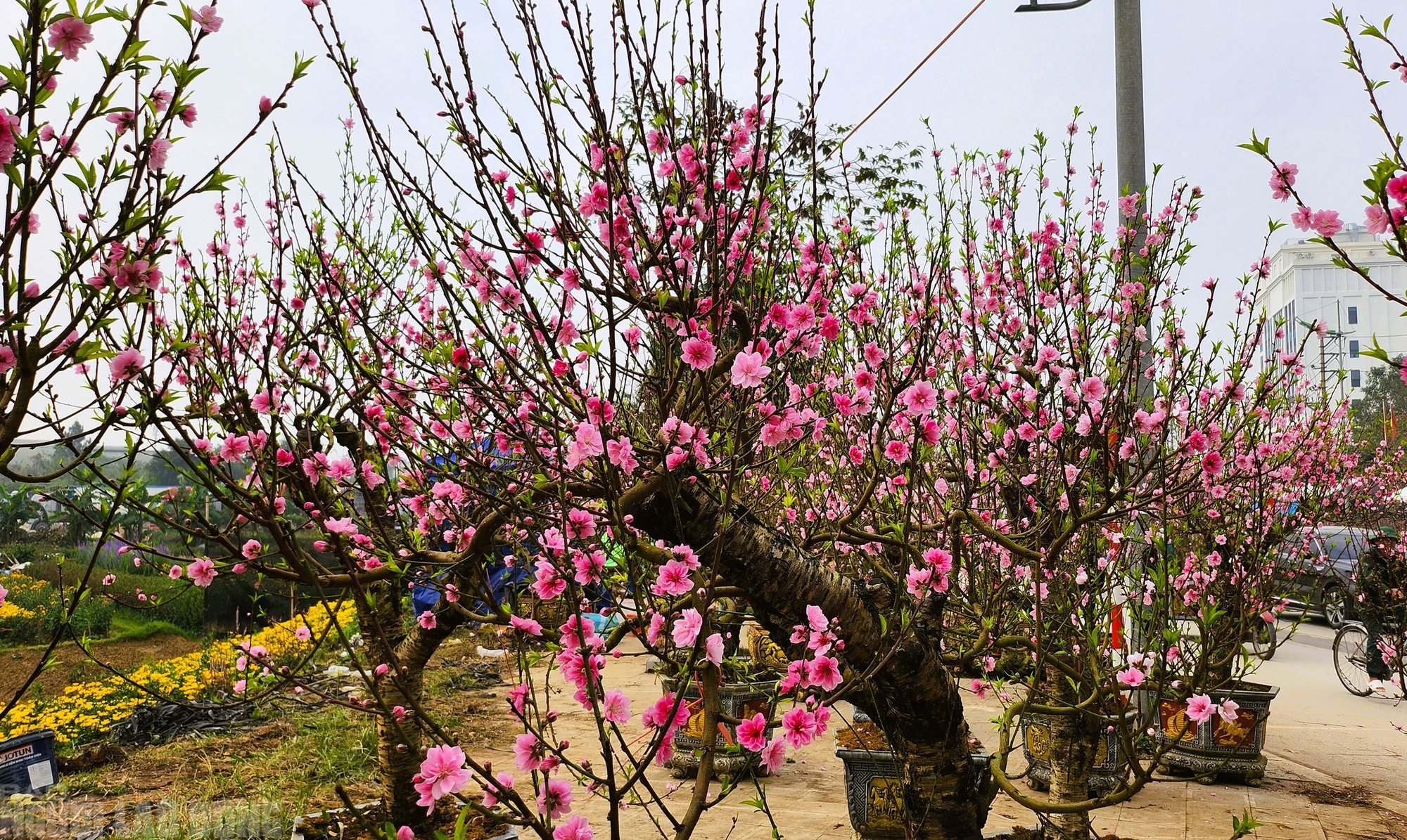 Đ&agrave;o nở thắm phố phường, tiểu thương m&eacute;o mặt chặt bỏ - Ảnh 1.