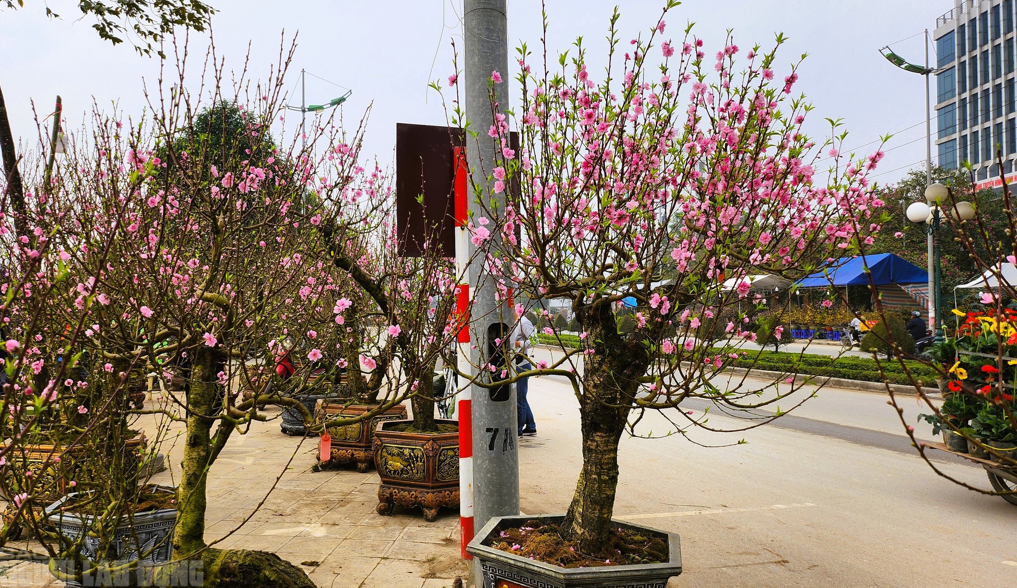 Đ&agrave;o nở thắm phố phường, tiểu thương m&eacute;o mặt chặt bỏ - Ảnh 2.