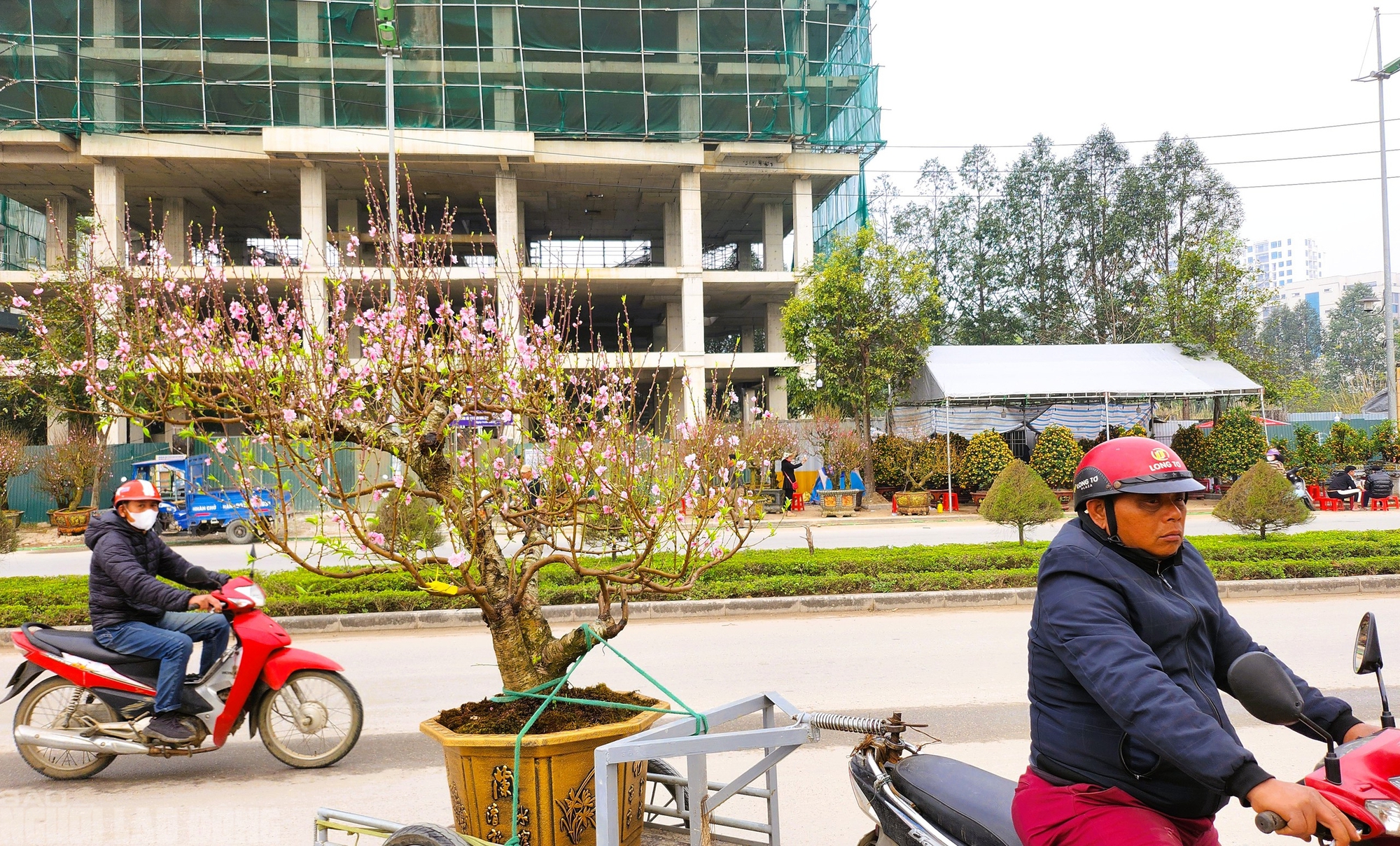 Đ&agrave;o nở thắm phố phường, tiểu thương m&eacute;o mặt chặt bỏ - Ảnh 9.