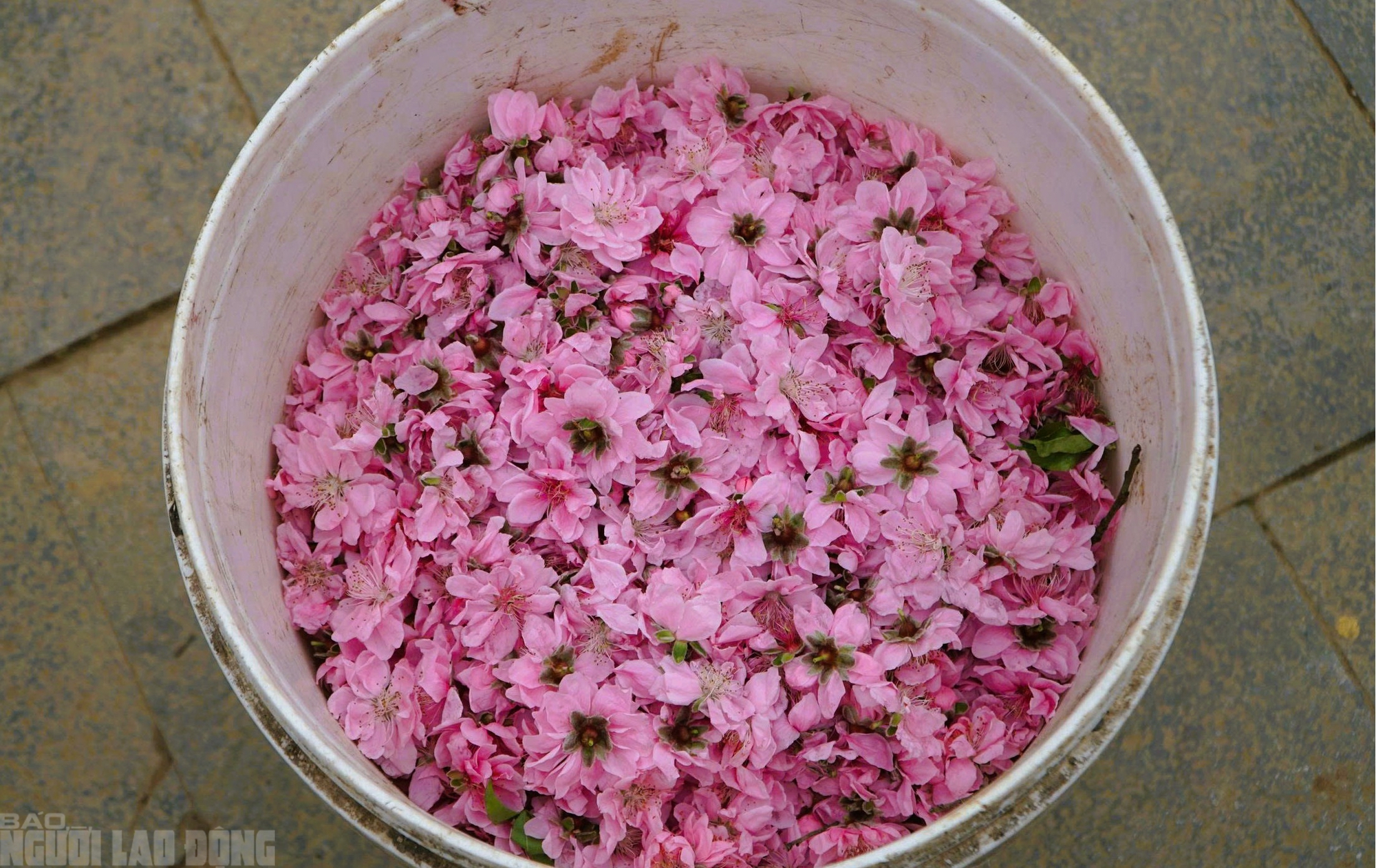 Đ&agrave;o nở thắm phố phường, tiểu thương m&eacute;o mặt chặt bỏ - Ảnh 15.