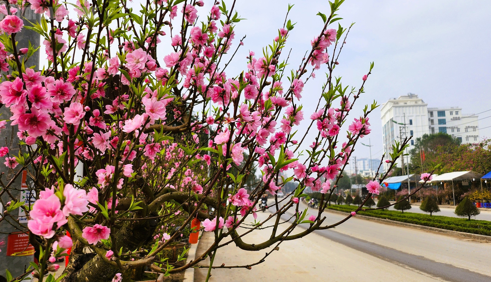 Đ&agrave;o nở thắm phố phường, tiểu thương m&eacute;o mặt chặt bỏ - Ảnh 3.