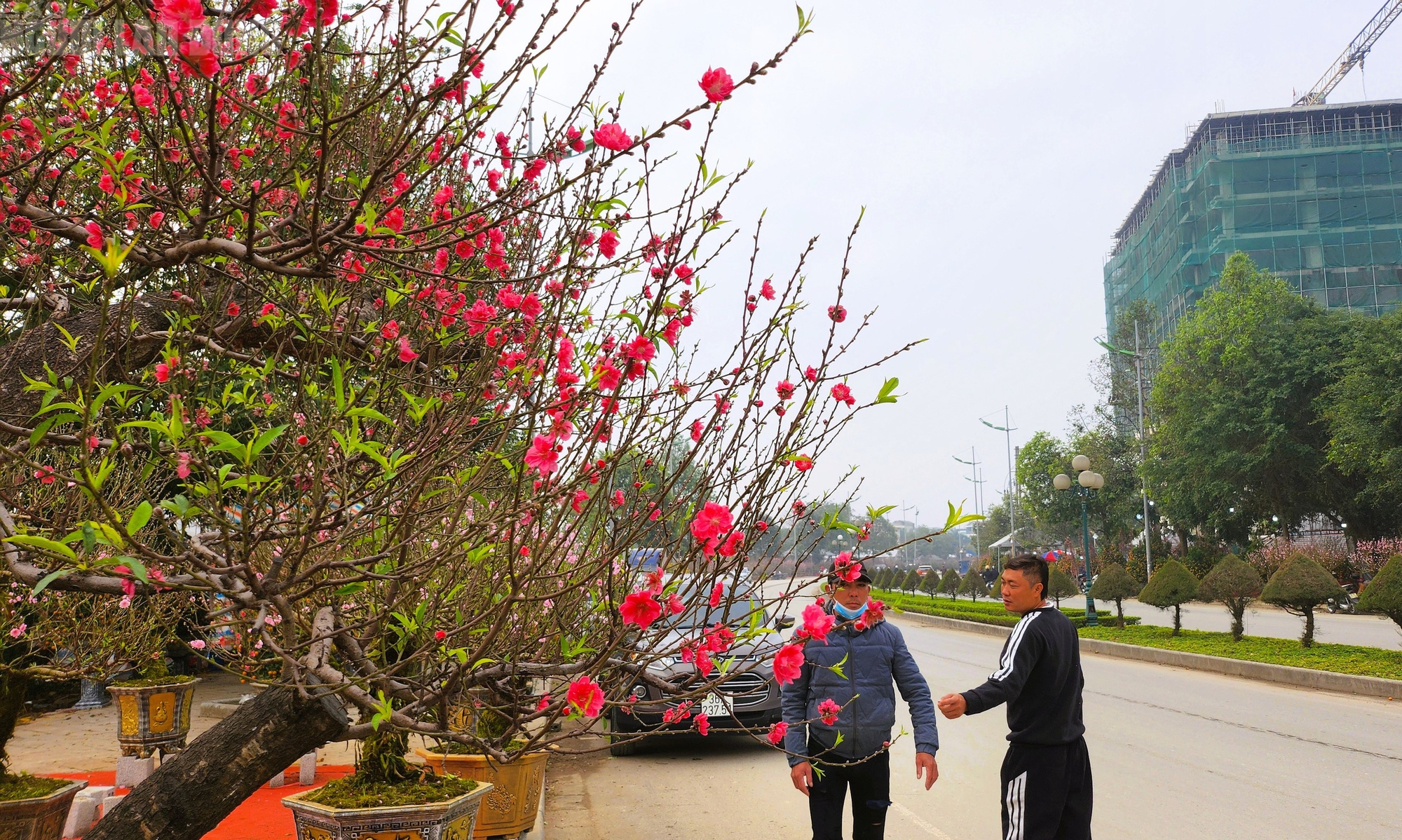 Đ&agrave;o nở thắm phố phường, tiểu thương m&eacute;o mặt chặt bỏ - Ảnh 4.