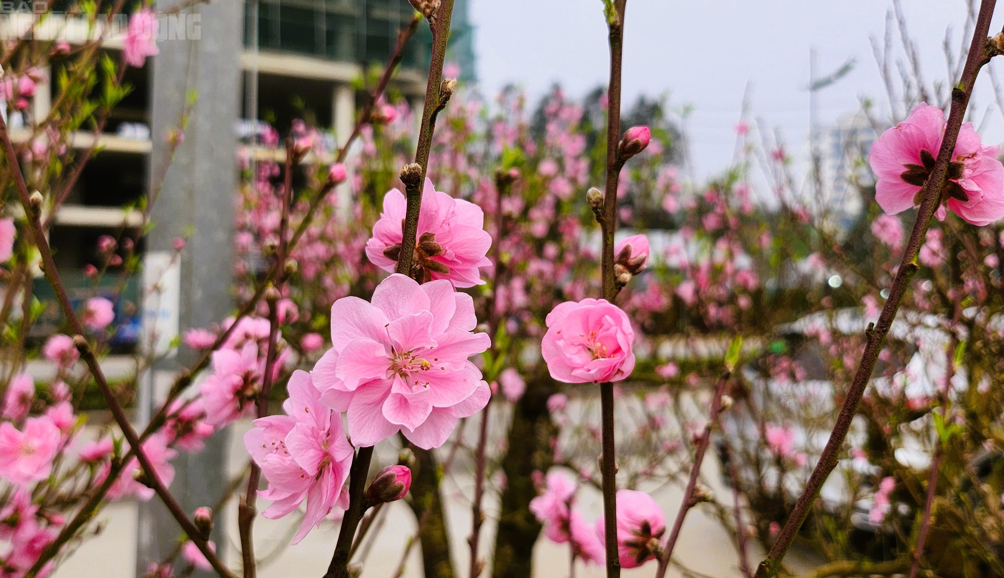 Đ&agrave;o nở thắm phố phường, tiểu thương m&eacute;o mặt chặt bỏ - Ảnh 5.