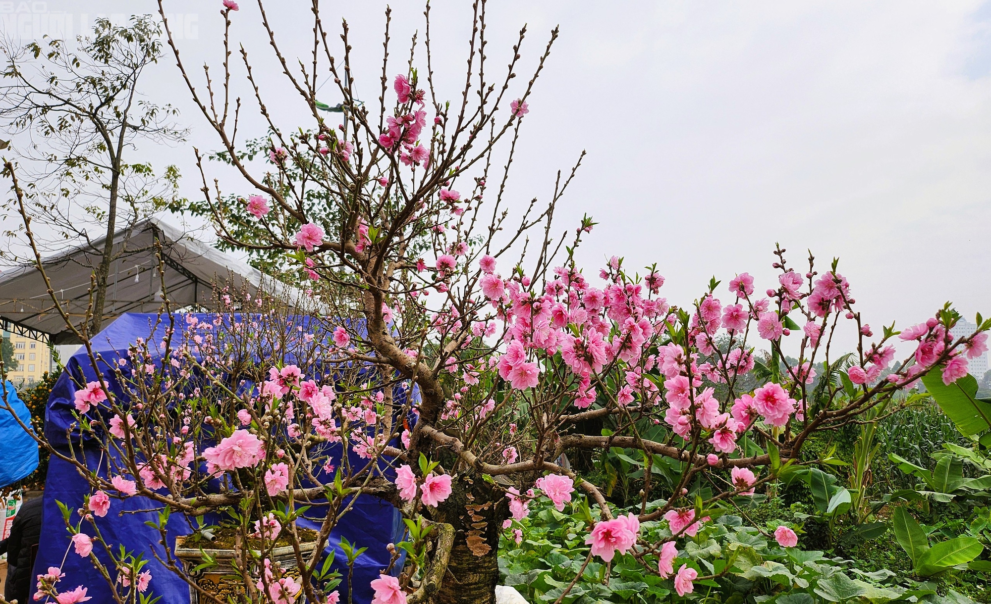 Đ&agrave;o nở thắm phố phường, tiểu thương m&eacute;o mặt chặt bỏ - Ảnh 6.