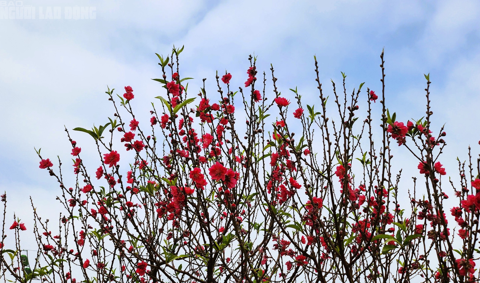 Đ&agrave;o nở thắm phố phường, tiểu thương m&eacute;o mặt chặt bỏ - Ảnh 7.