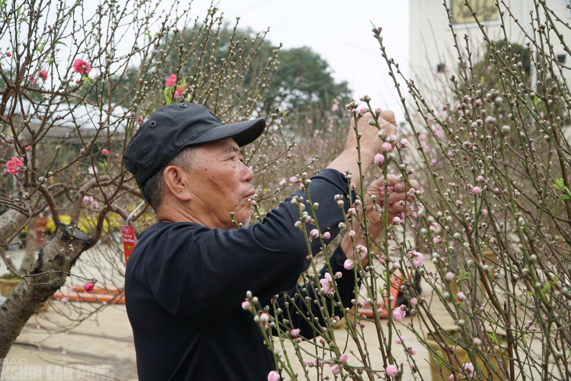 Đ&agrave;o nở thắm phố phường, tiểu thương m&eacute;o mặt chặt bỏ - Ảnh 12.