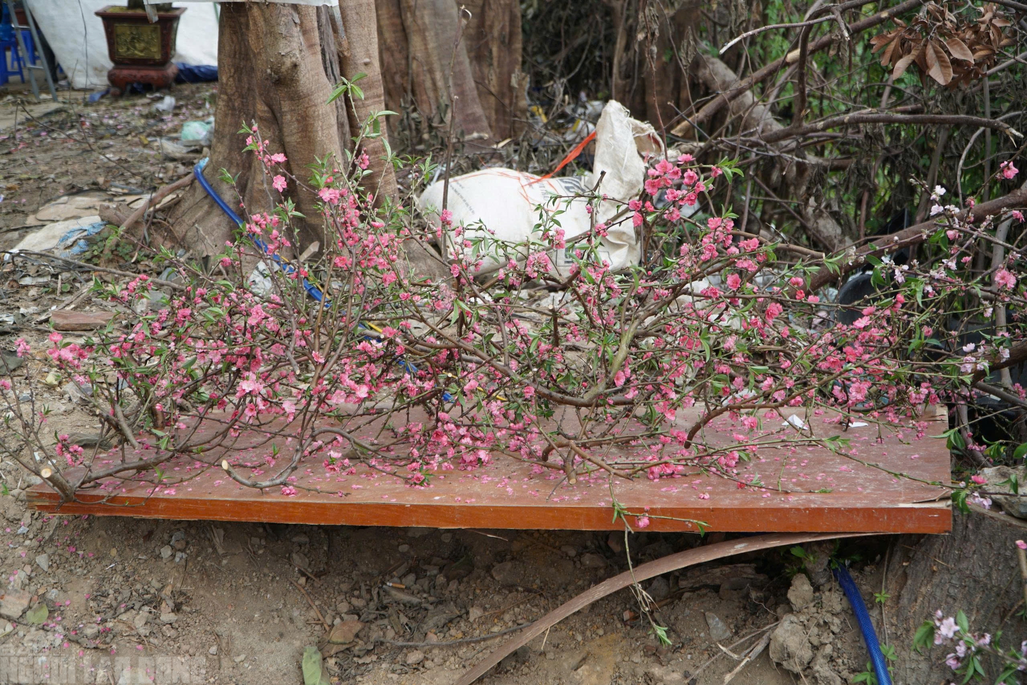 Đ&agrave;o nở thắm phố phường, tiểu thương m&eacute;o mặt chặt bỏ - Ảnh 13.