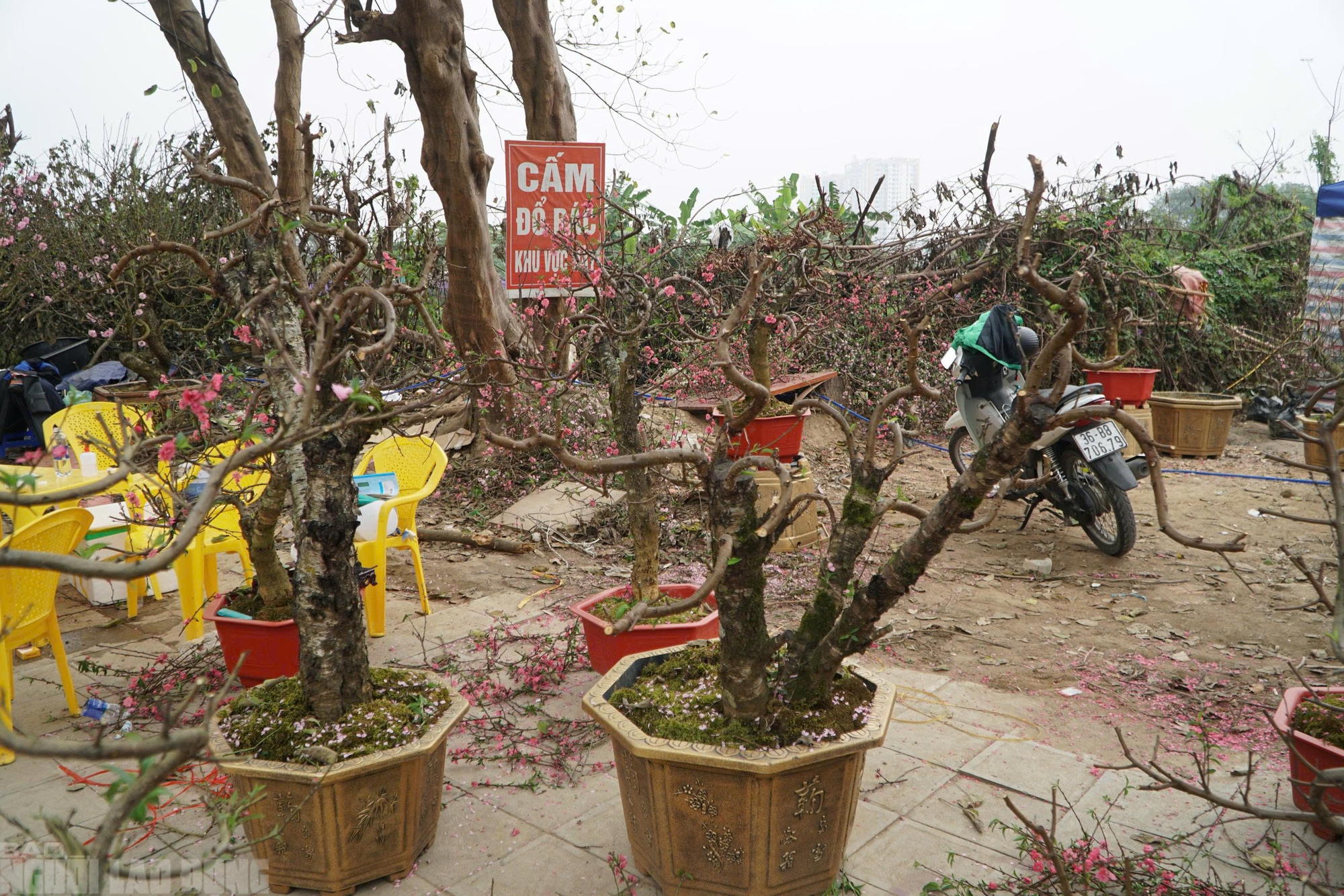 Đ&agrave;o nở thắm phố phường, tiểu thương m&eacute;o mặt chặt bỏ - Ảnh 14.